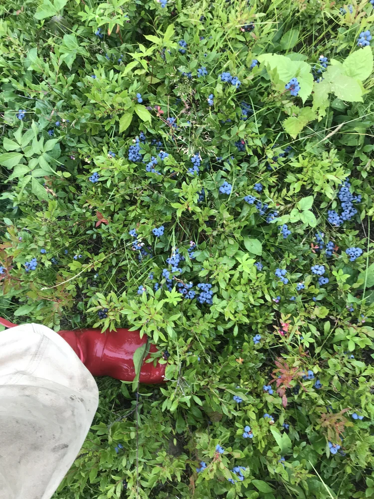 It’s Blueberry Time!