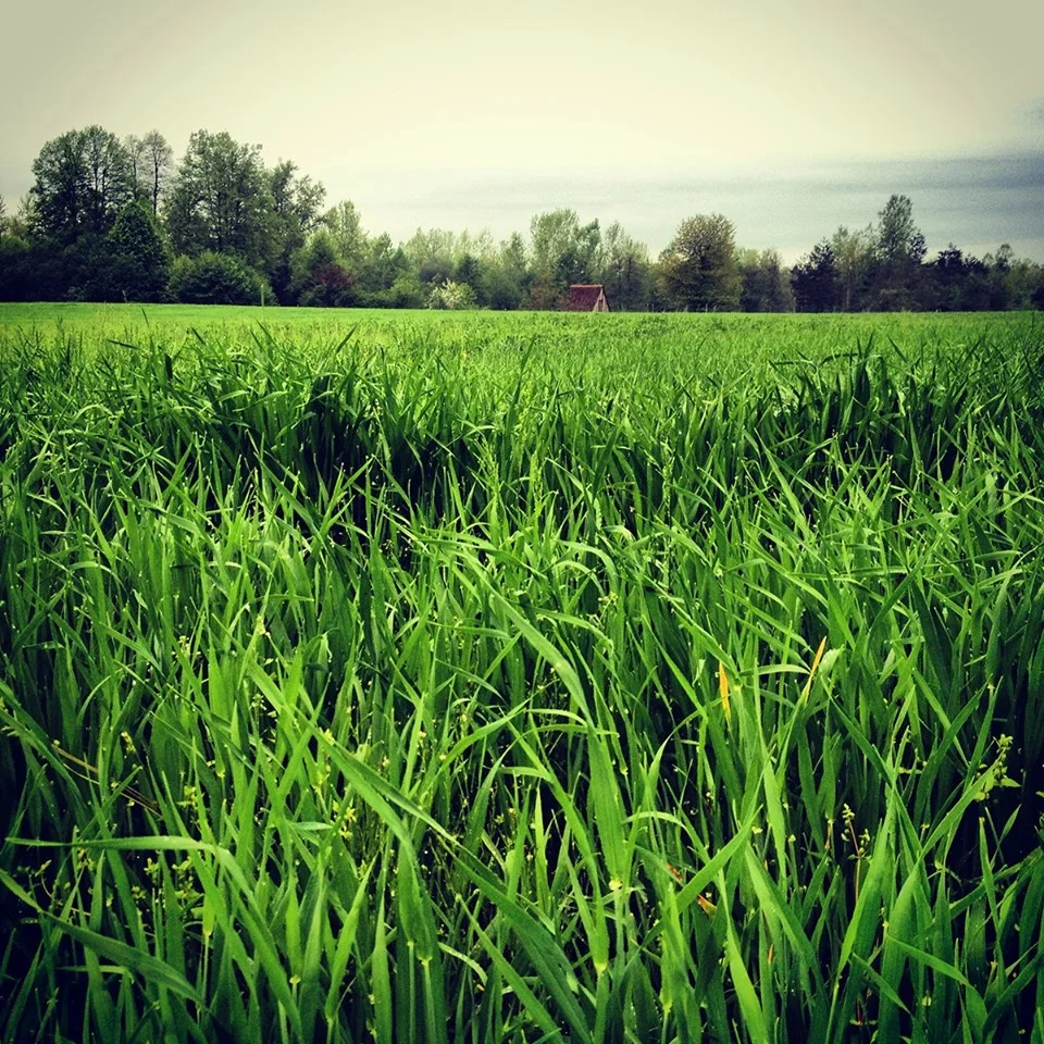 Done field. трава топ. High grass. Out loud. Done field.