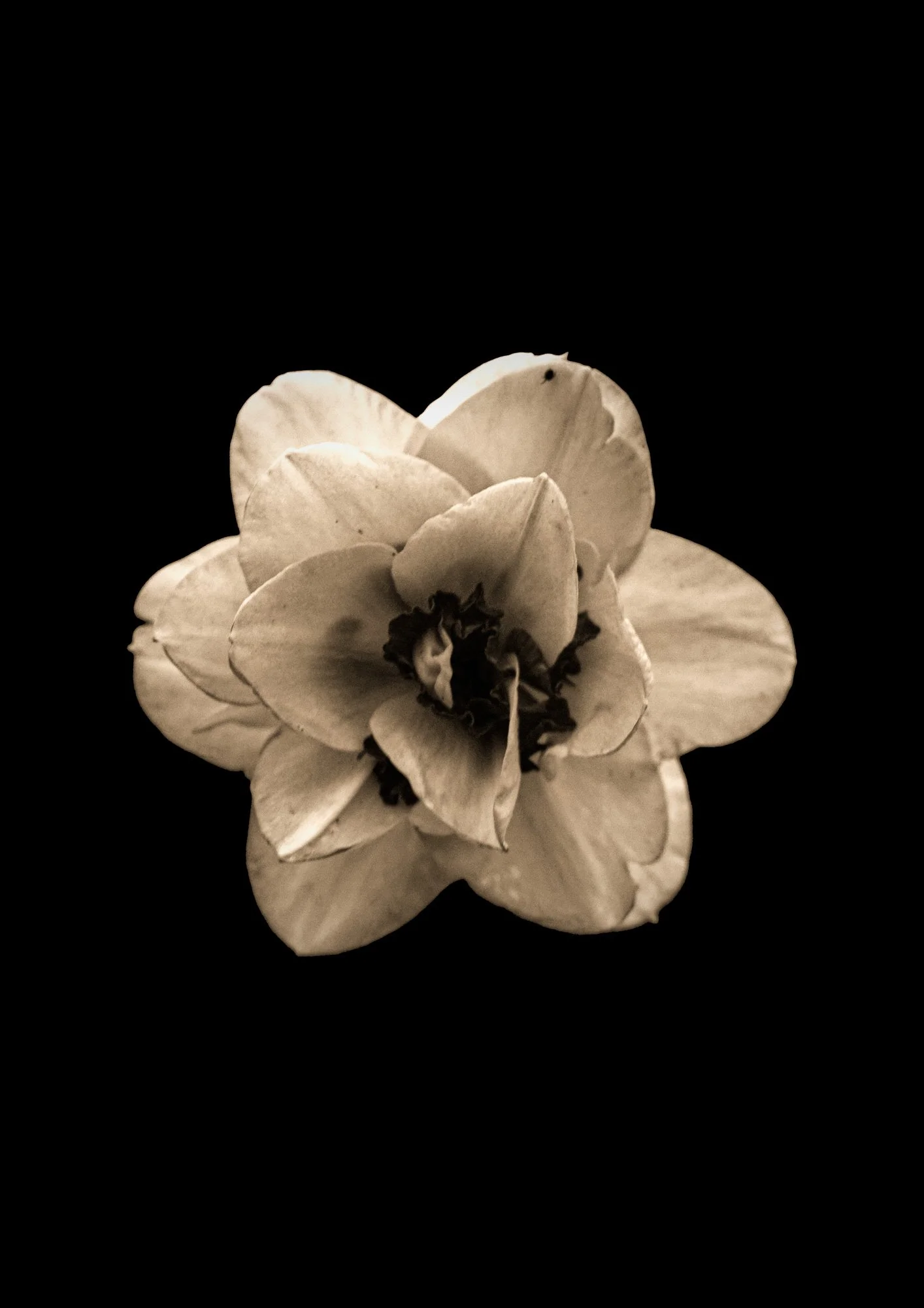 A Narcissus Spring Flower in a black background