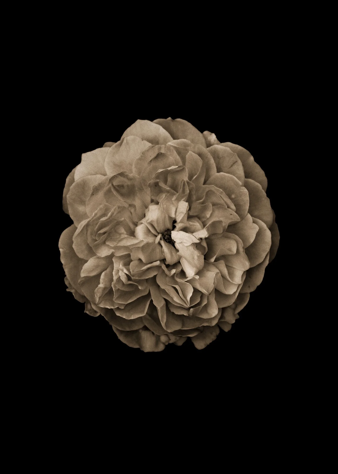 A Rose with many petals in a black background