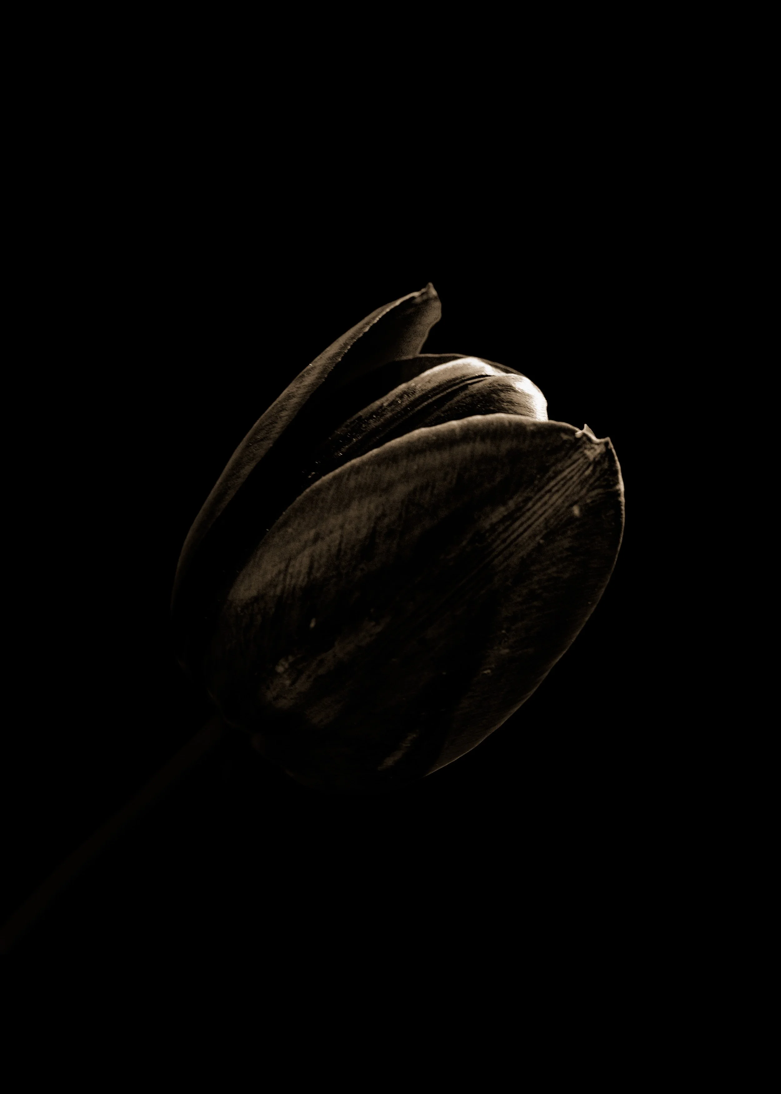A black Tulip in a black background