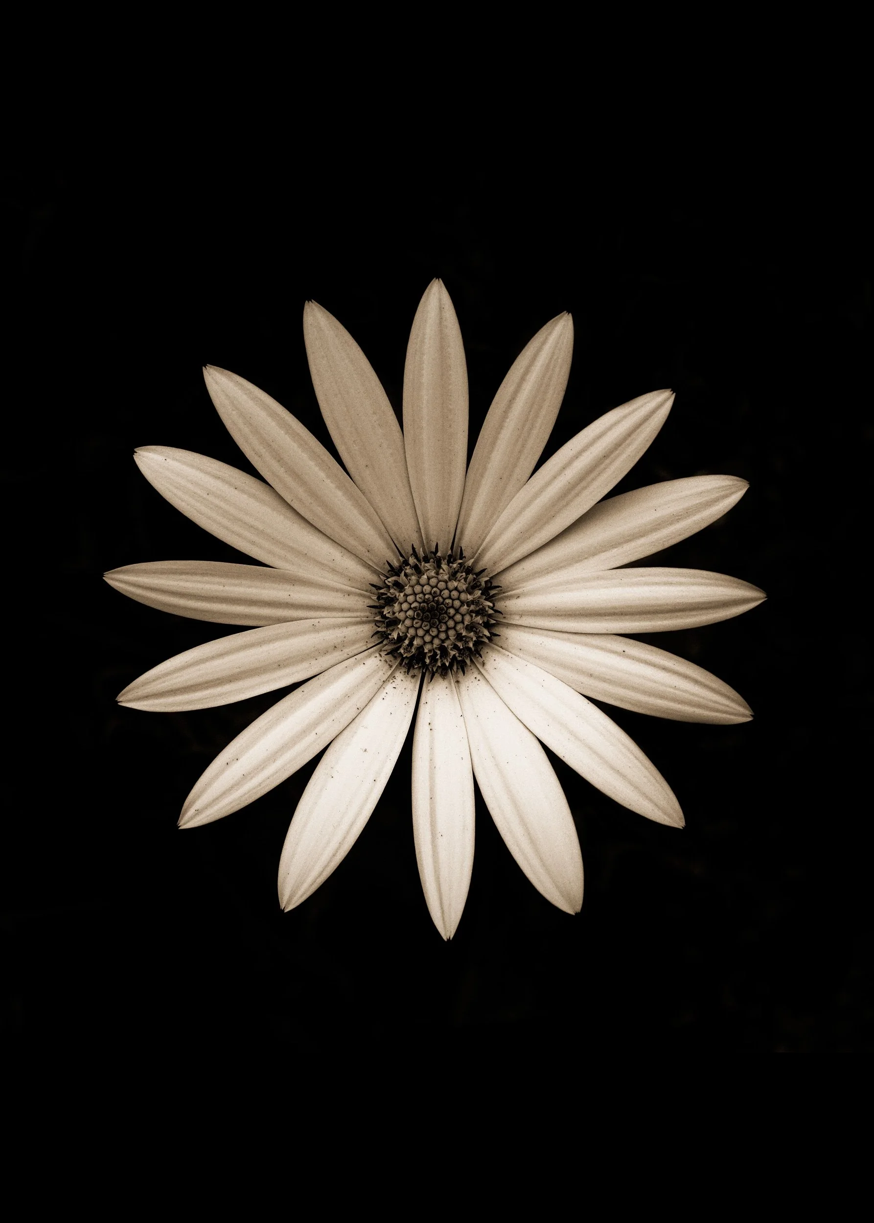 The Beauitful Marguerite Daisy in a black background