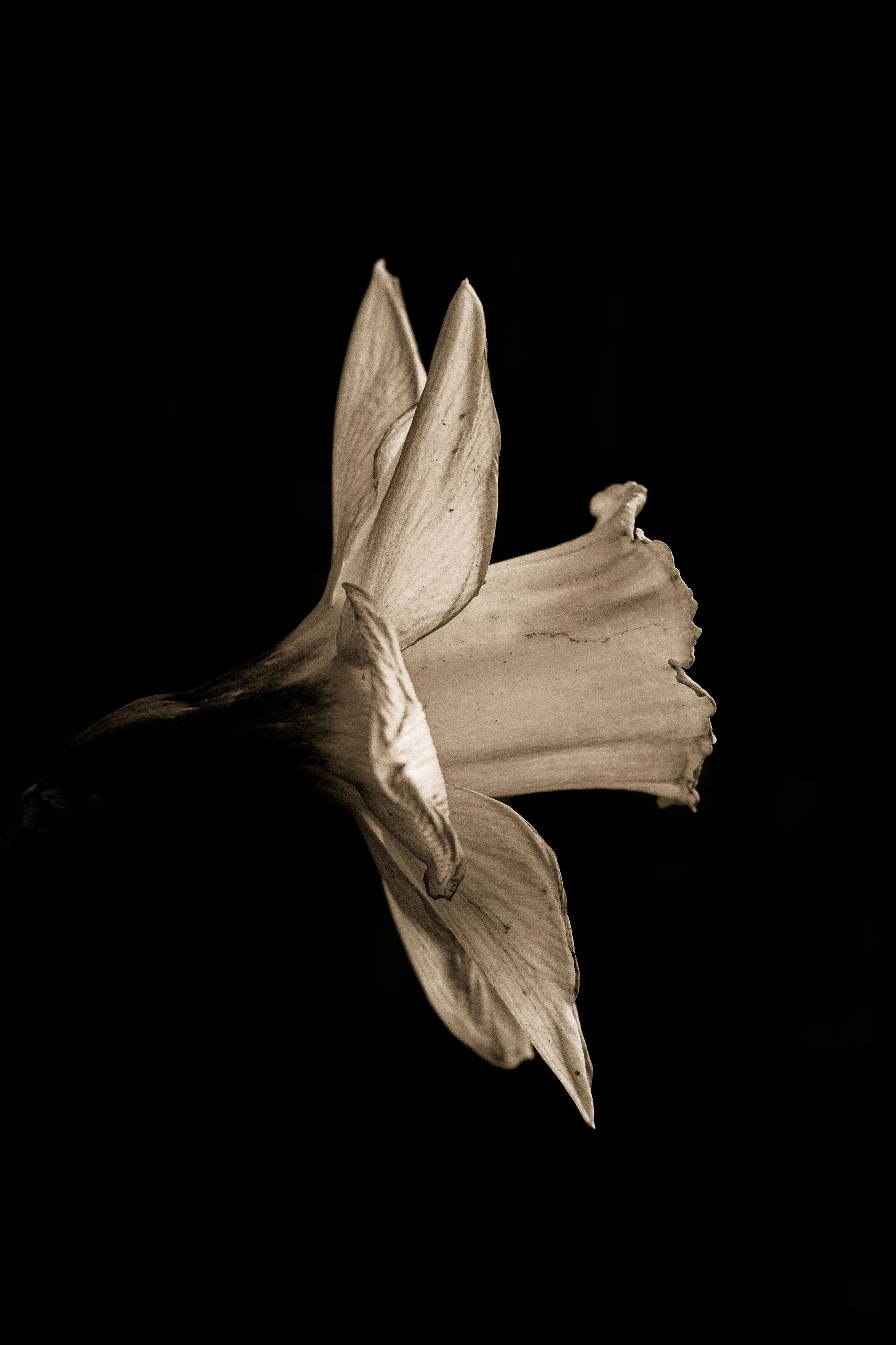 A Side view of a Daffodil in a black background