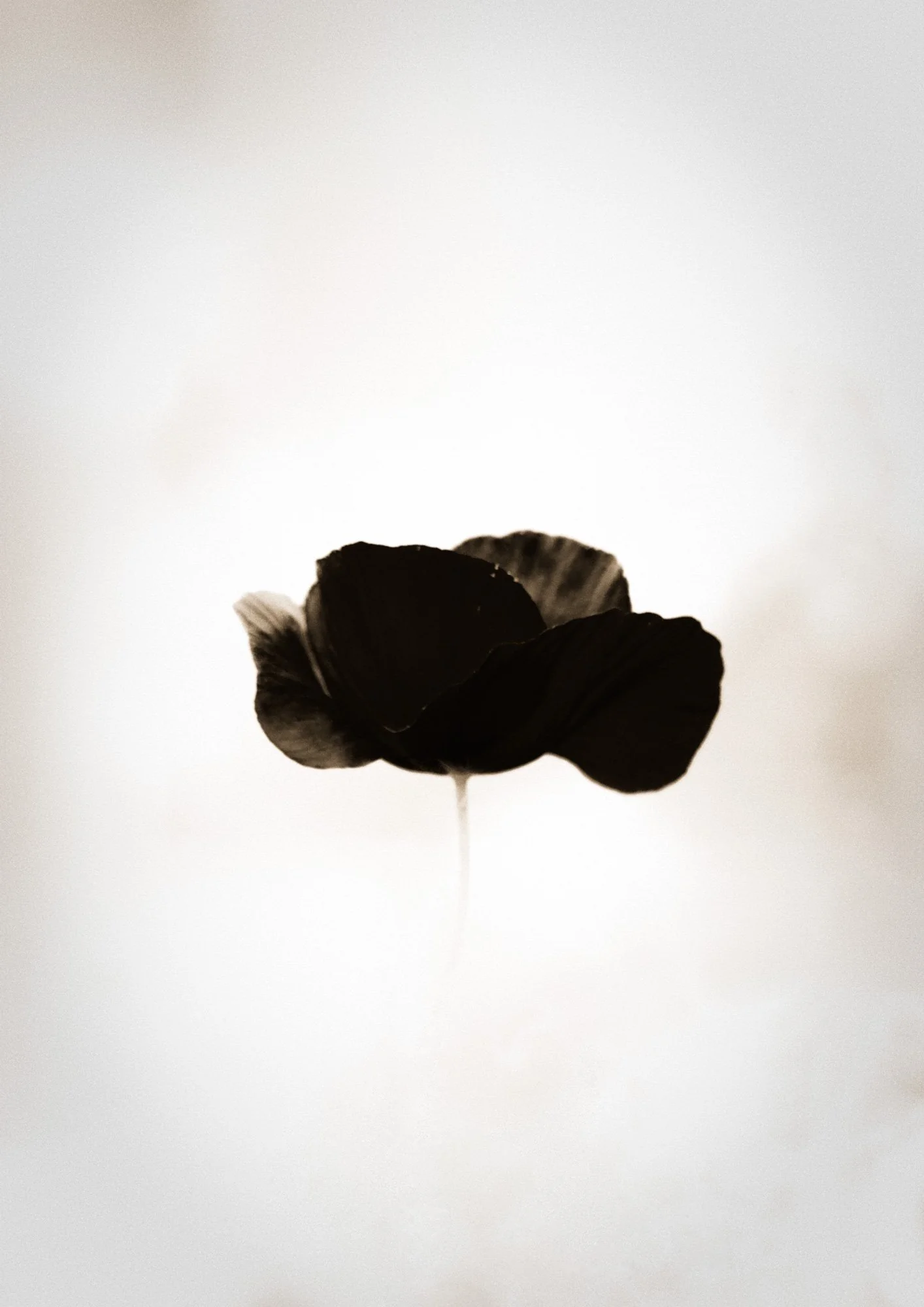 Black Poppy in a white background