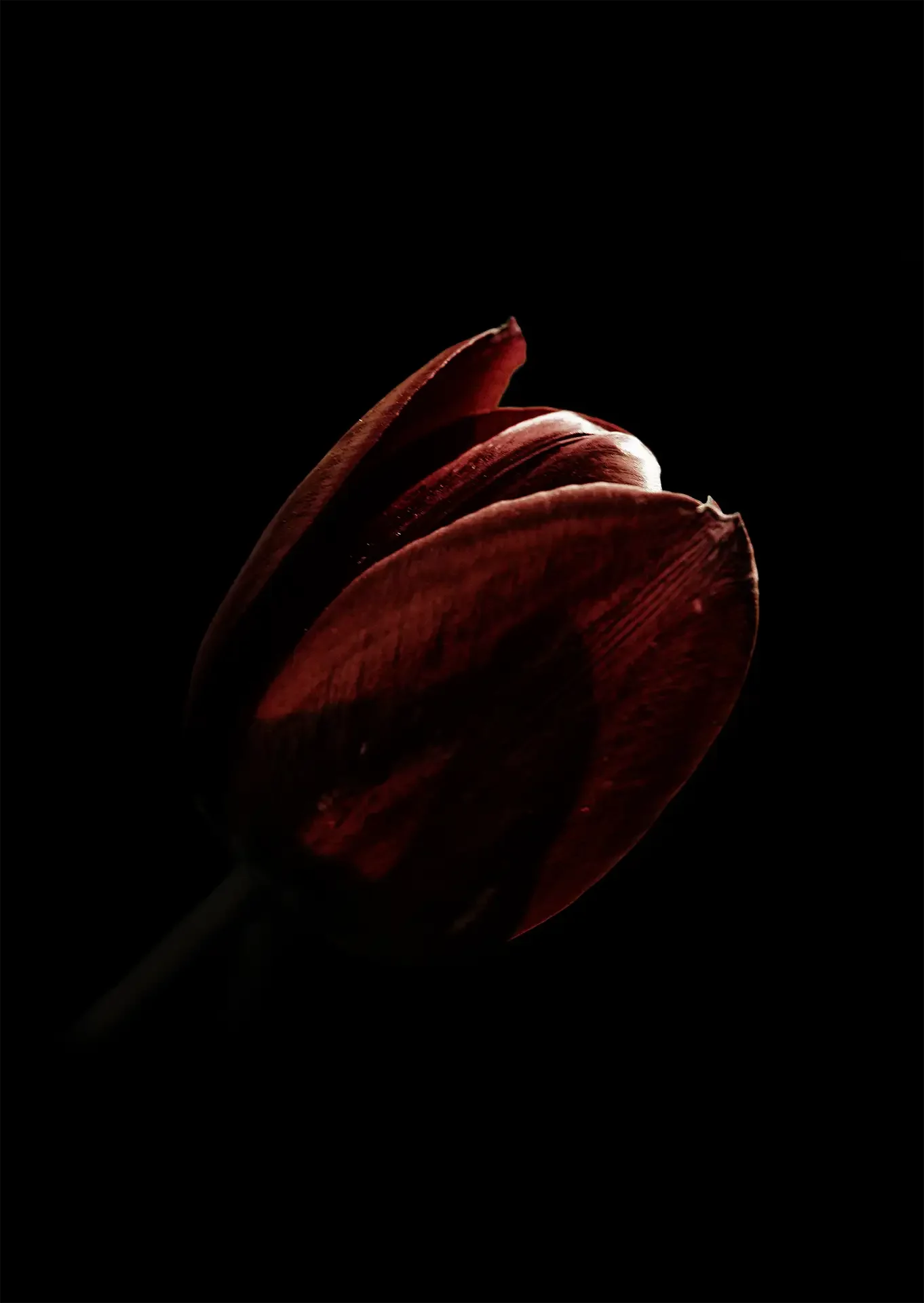 Tulip