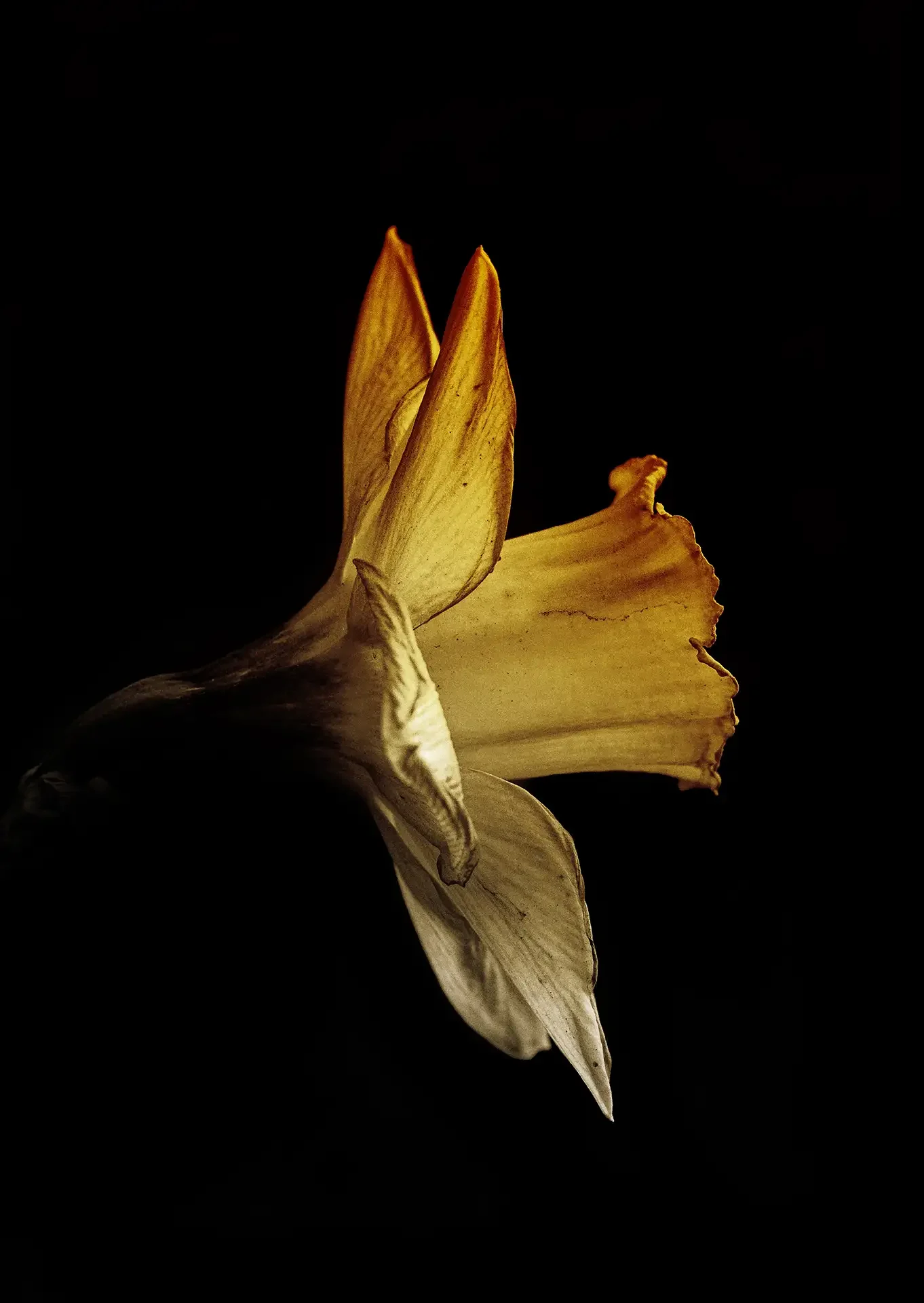 Daffodil