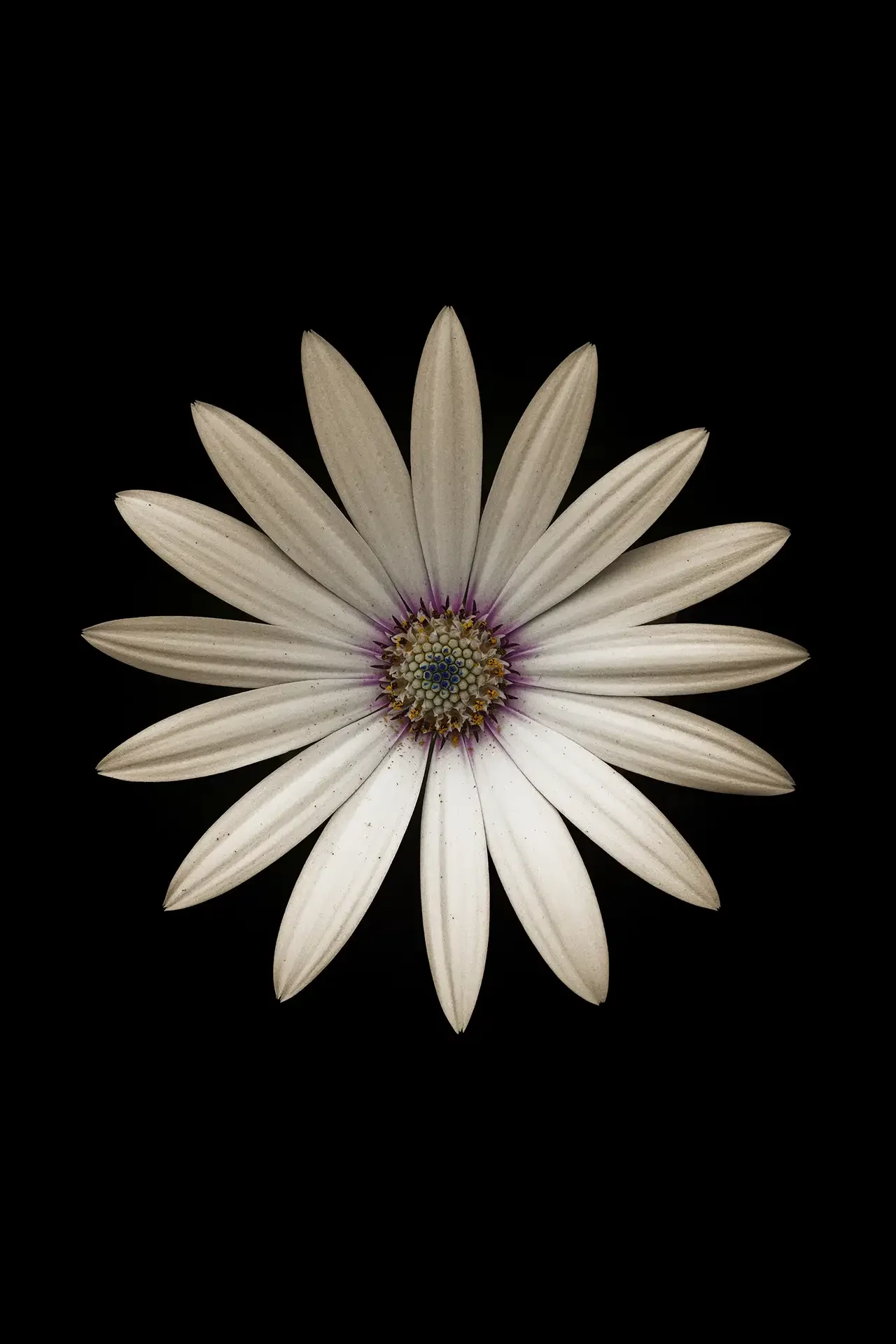 Marguerite Daisy