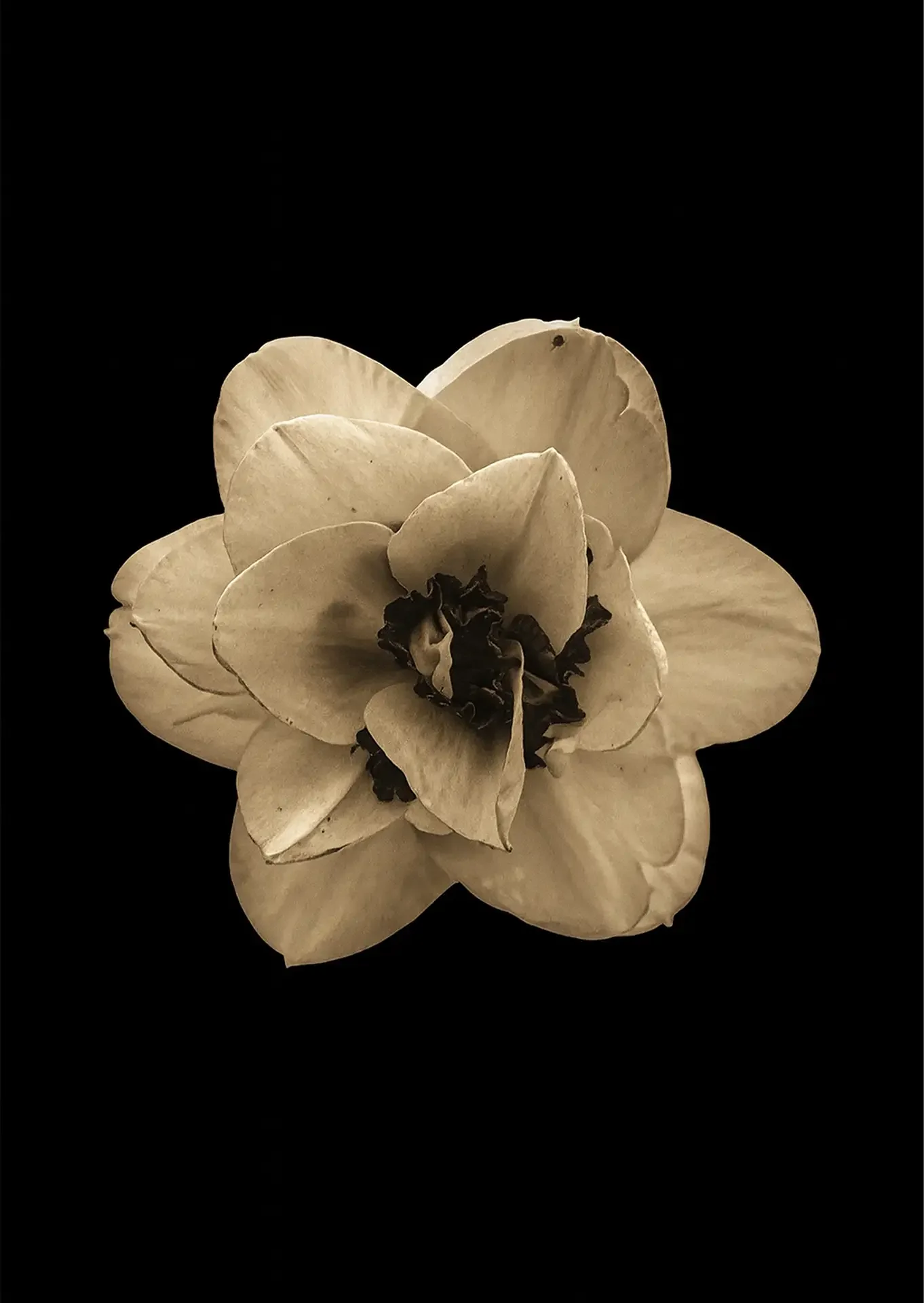 Narcissus