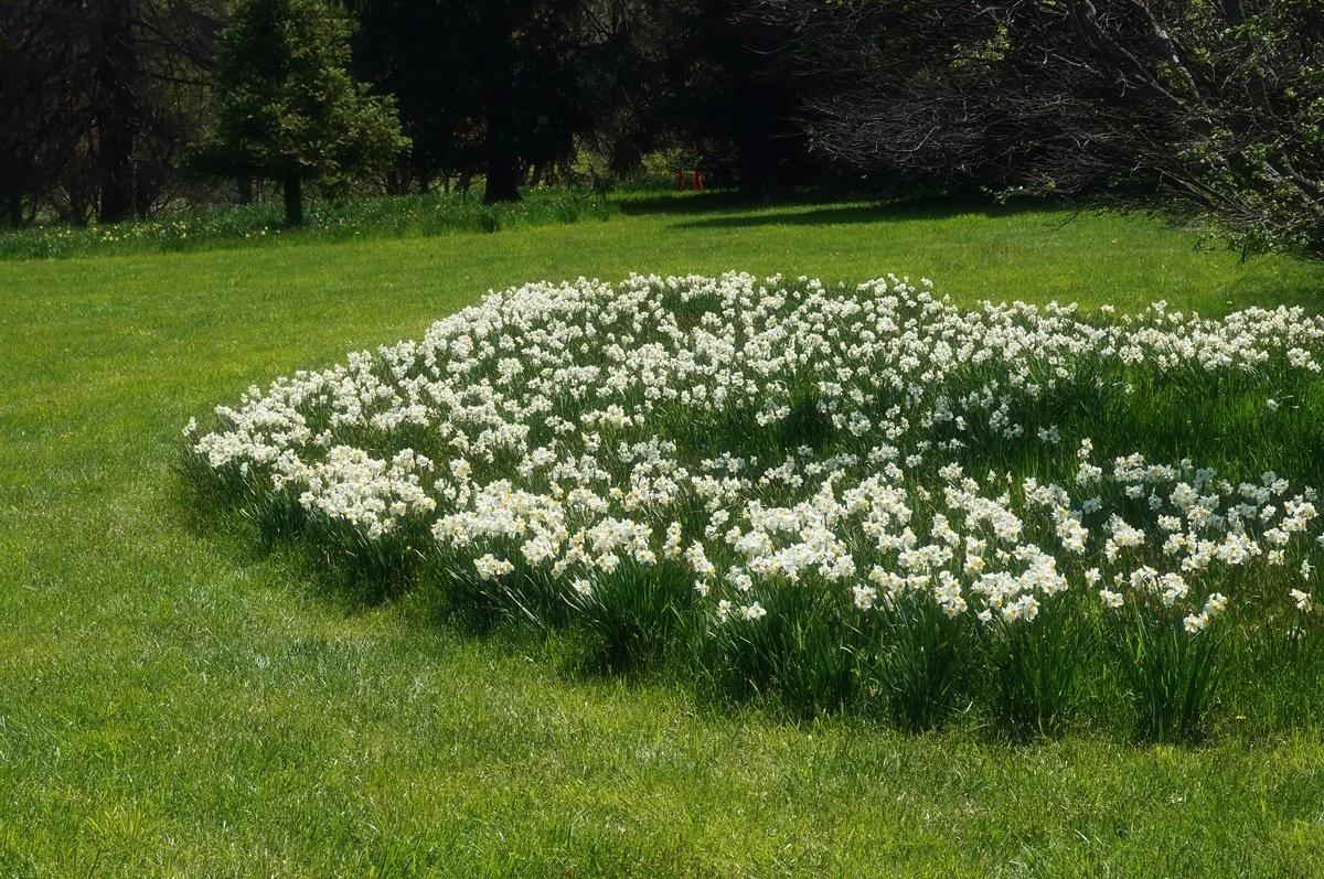 Flowers in Full Bloom: teaching edit showing softened, brighter glow around light areas