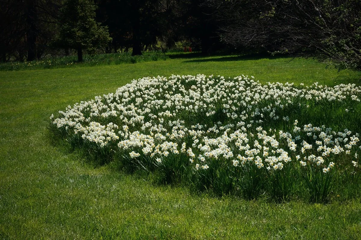Flowers in Full Bloom: teaching edit showing softly darkened outer edges
