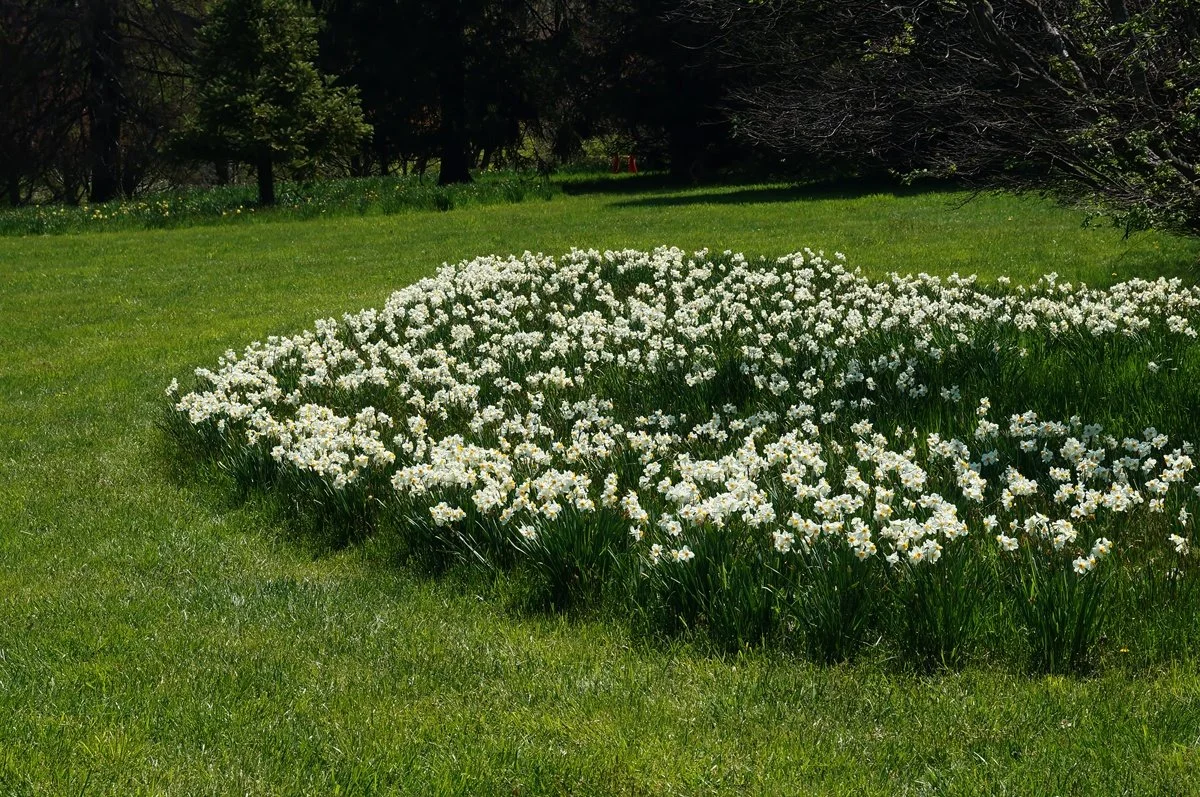 Flowers in Full Bloom: published-source baseline, resized for this guide