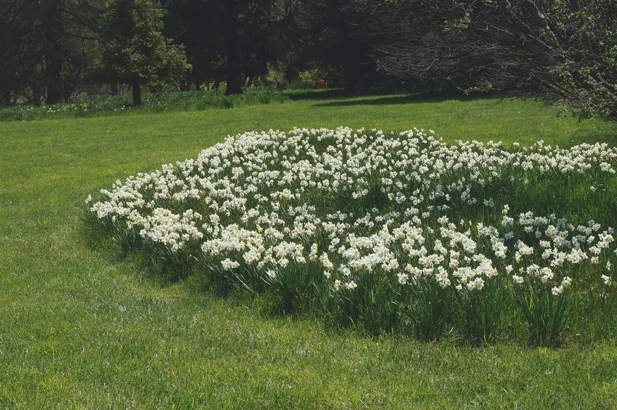 Flowers in Full Bloom: teaching edit showing lifted dark-gray blacks and softer contrast