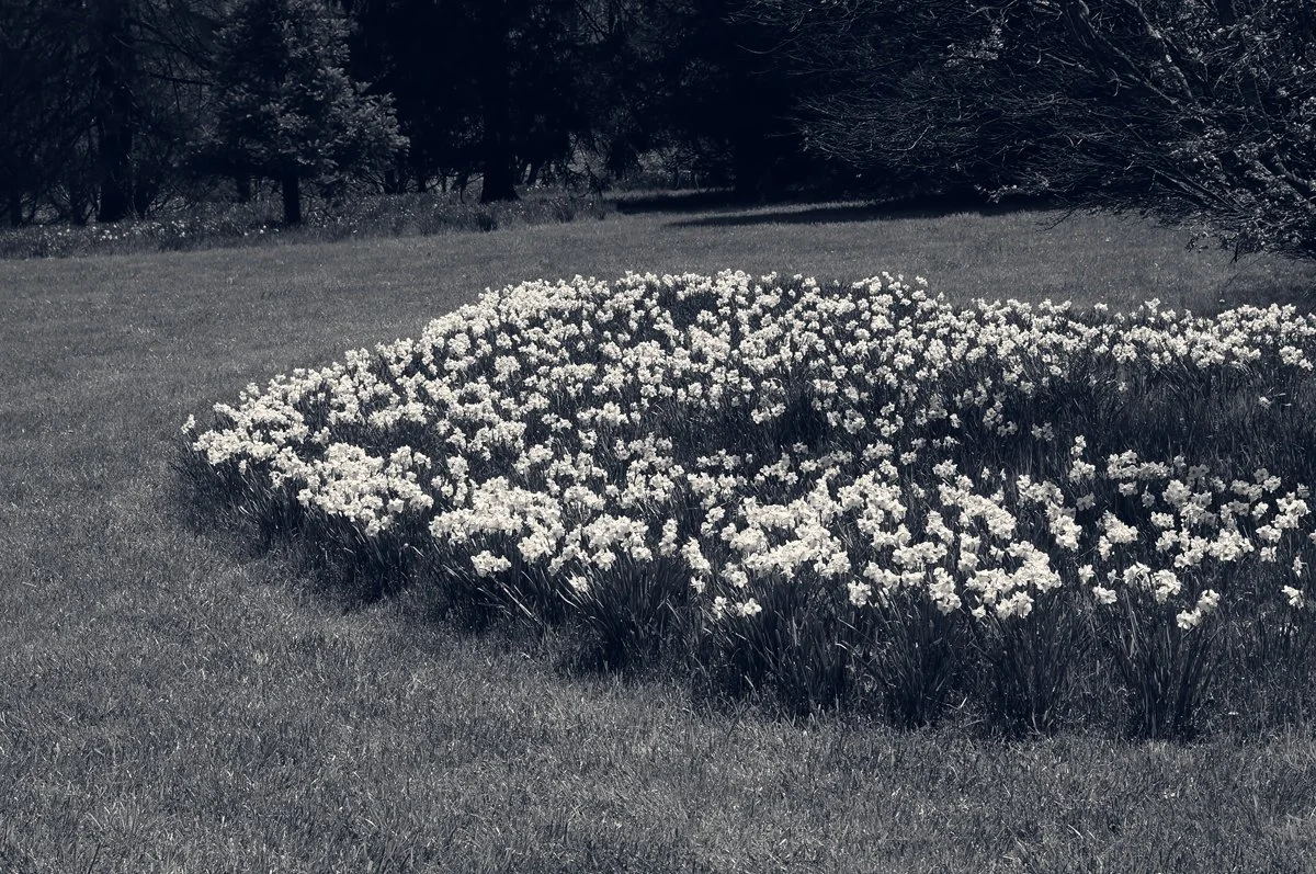Flowers in Full Bloom: teaching edit showing monochrome tones tinted blue in shadows and warm in highlights