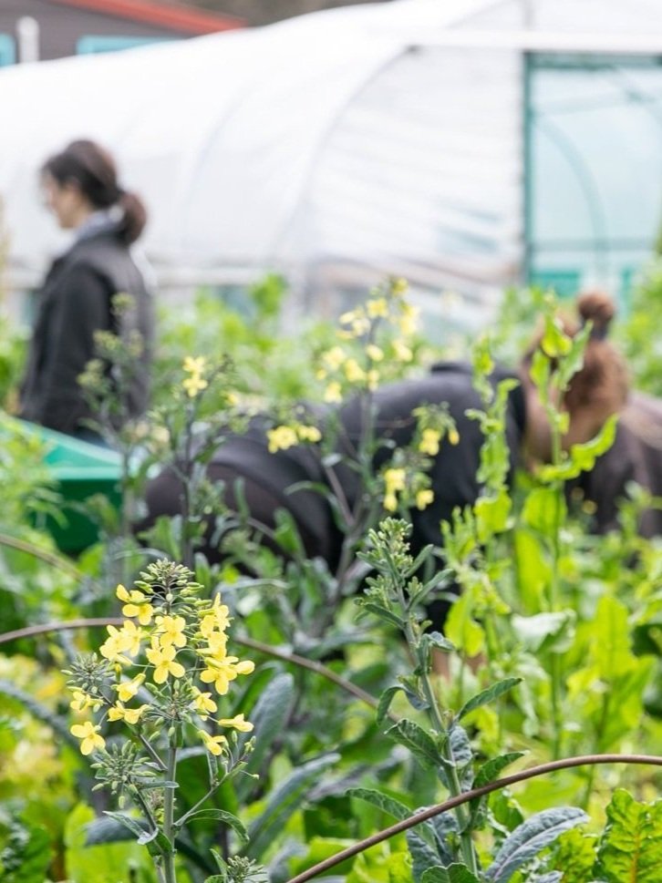 People working in the garden