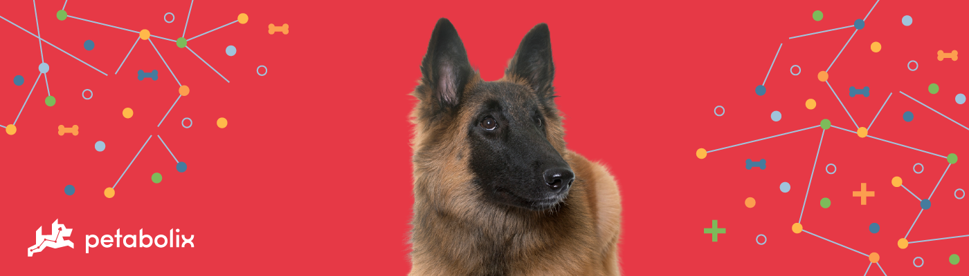 Belgian Tervuren image