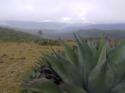 Mezcal Ixcateco