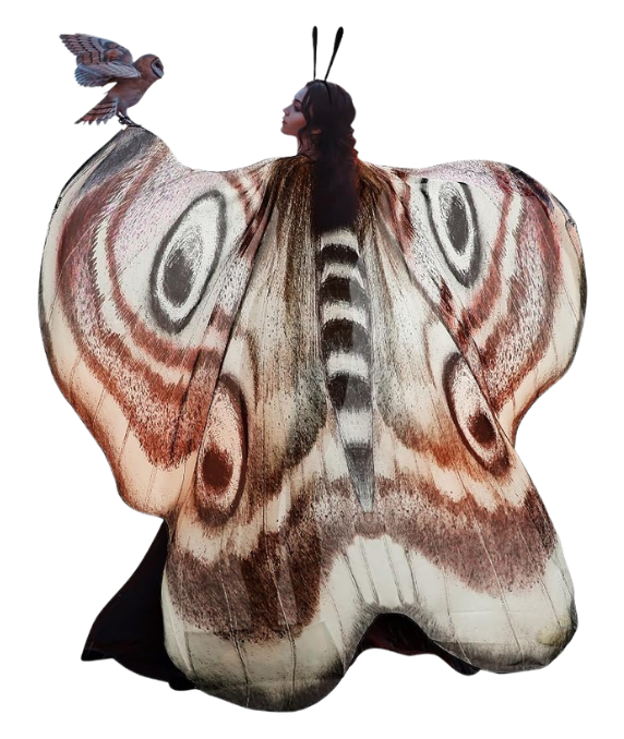 Moth wings