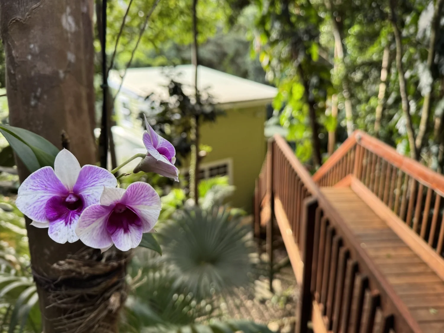 Orchid beside the walkway to Verde Cottage, the sister home to Vela Vista