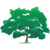 Louisiana oak tree