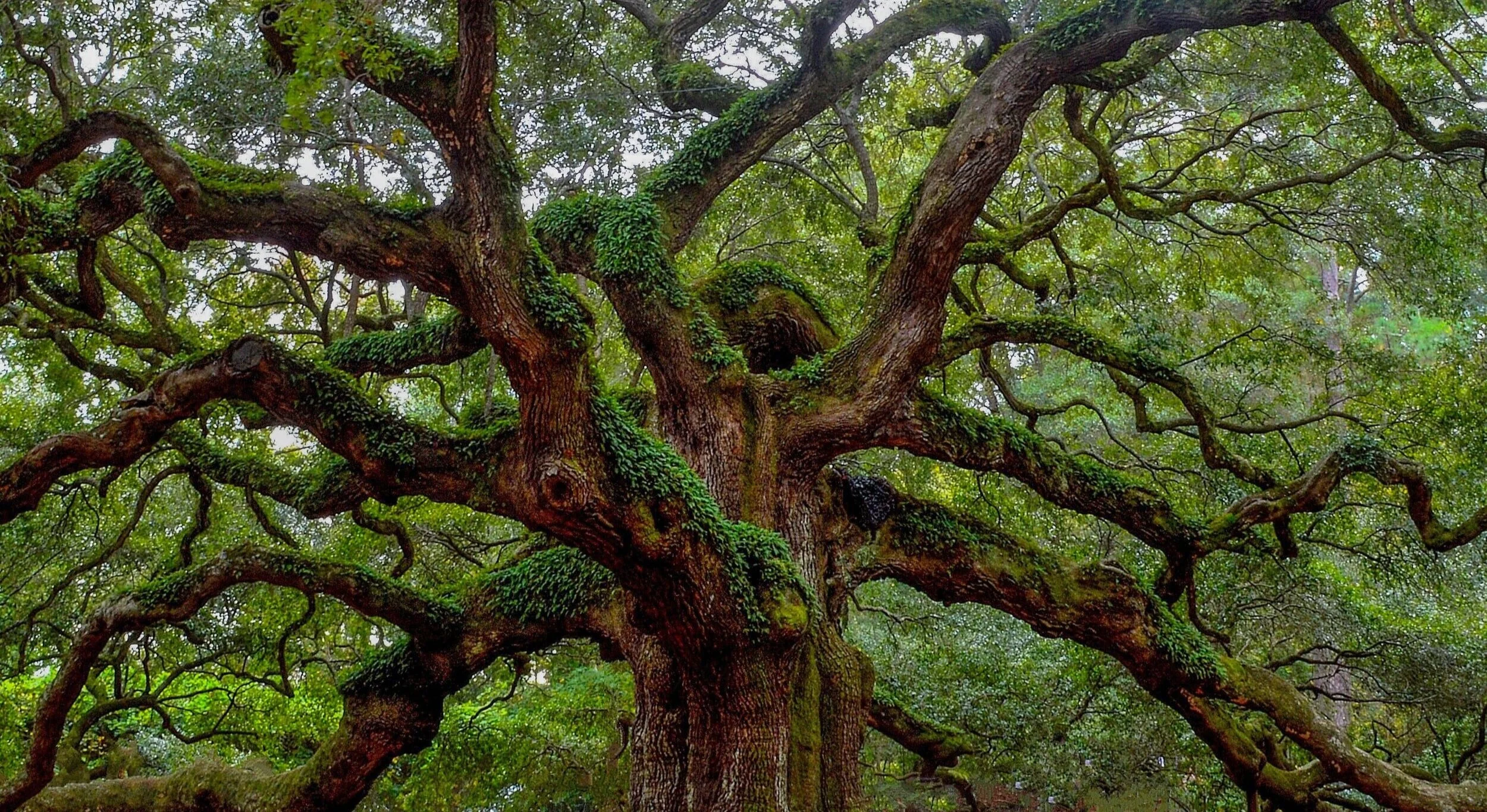 Louisiana oak tree