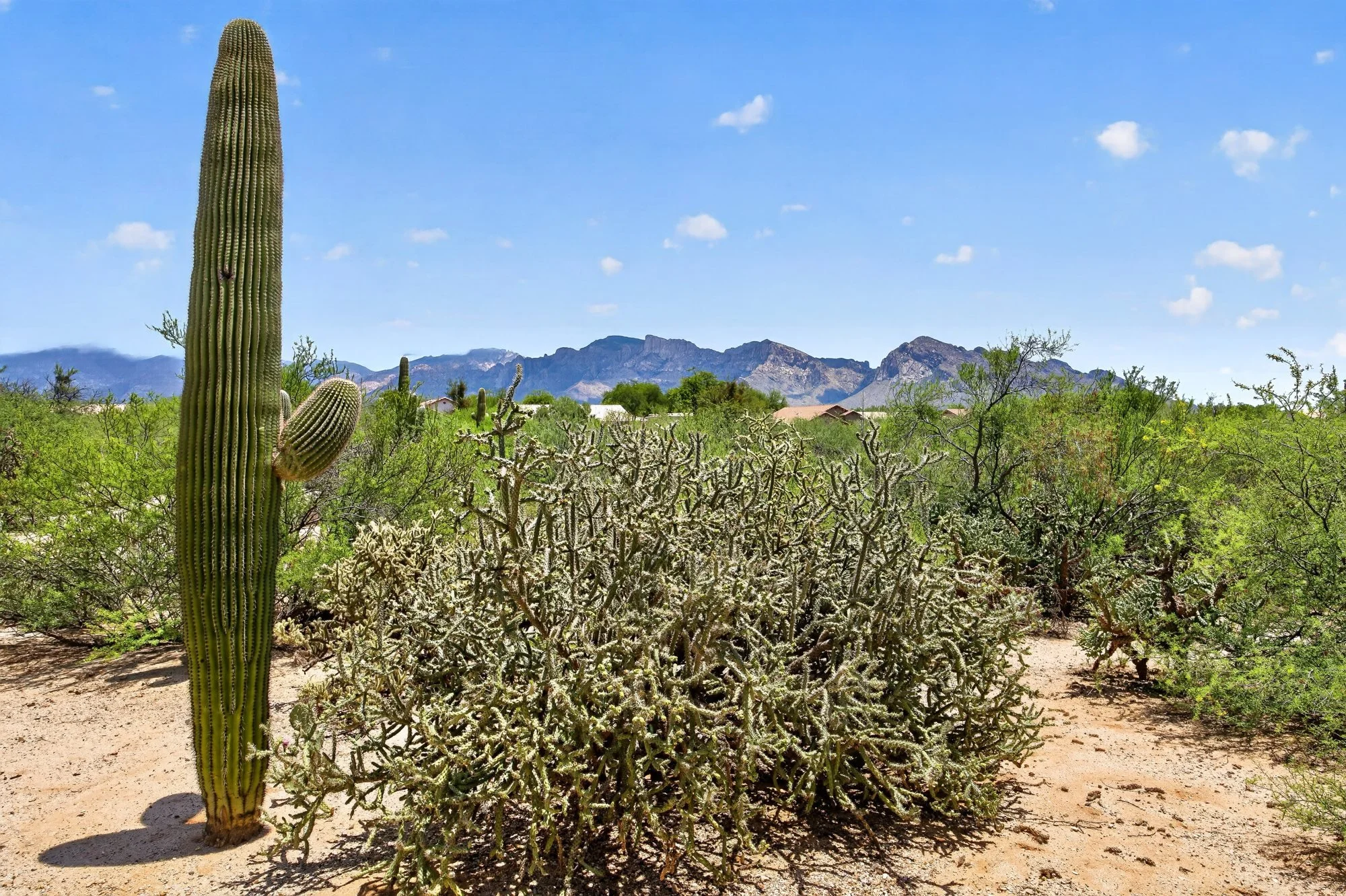 Saguaro and desert common area behind the home with the Catalina Mountains