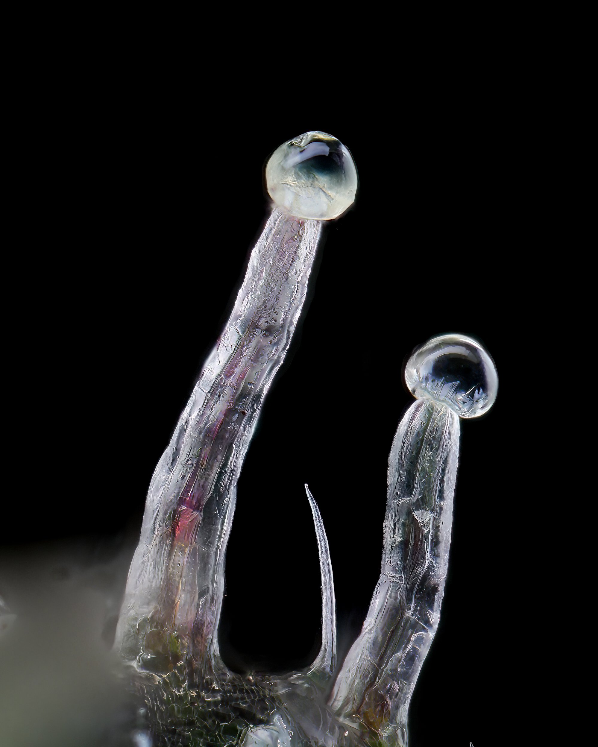 Cannabis Trichomes & The Flowering Cycle