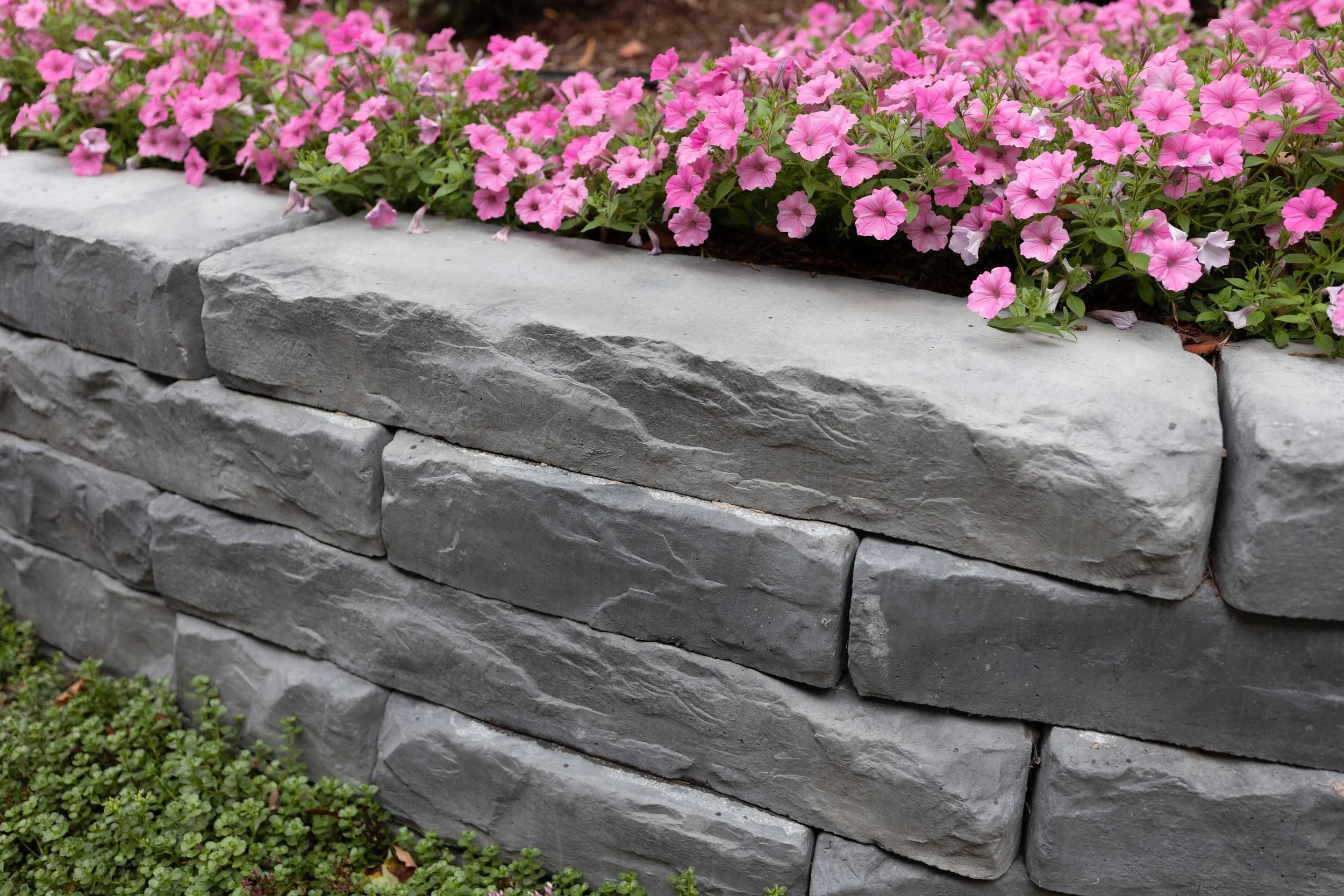 Close-up of Grand Ledge block face showing bold ledgestone profile, topped with pink petunias in a raised planting bed