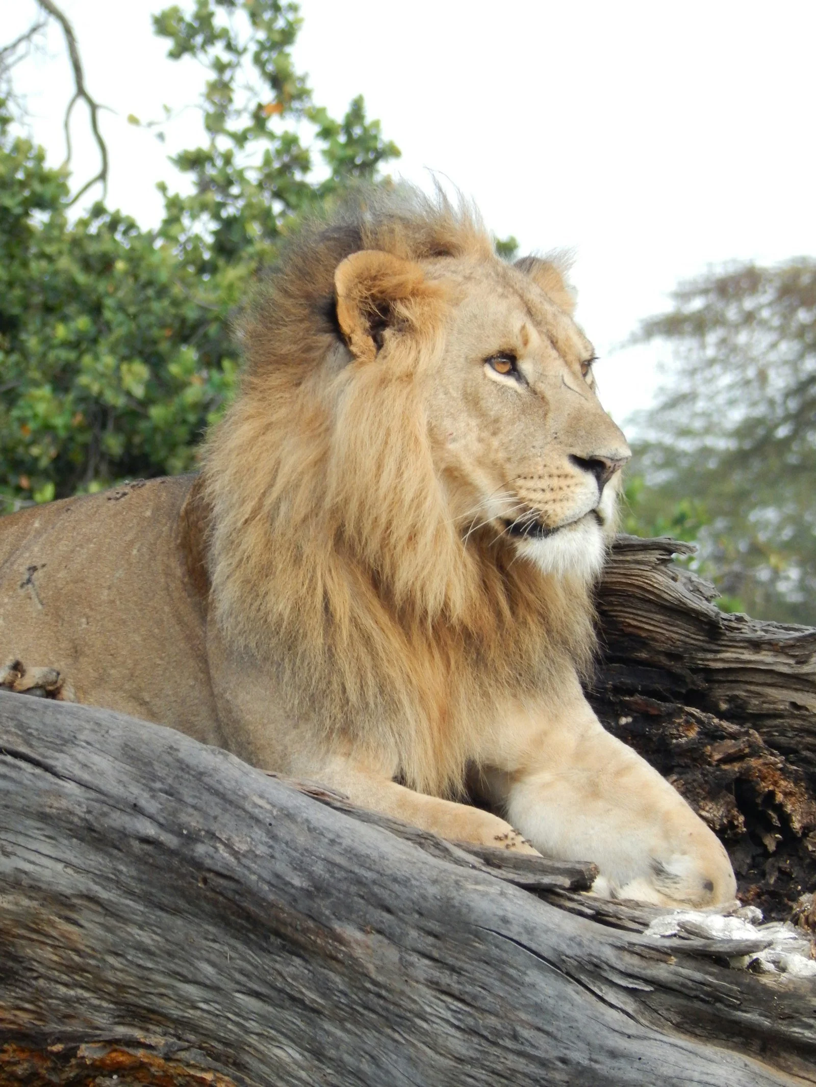 A male lion resting on a fallen tree