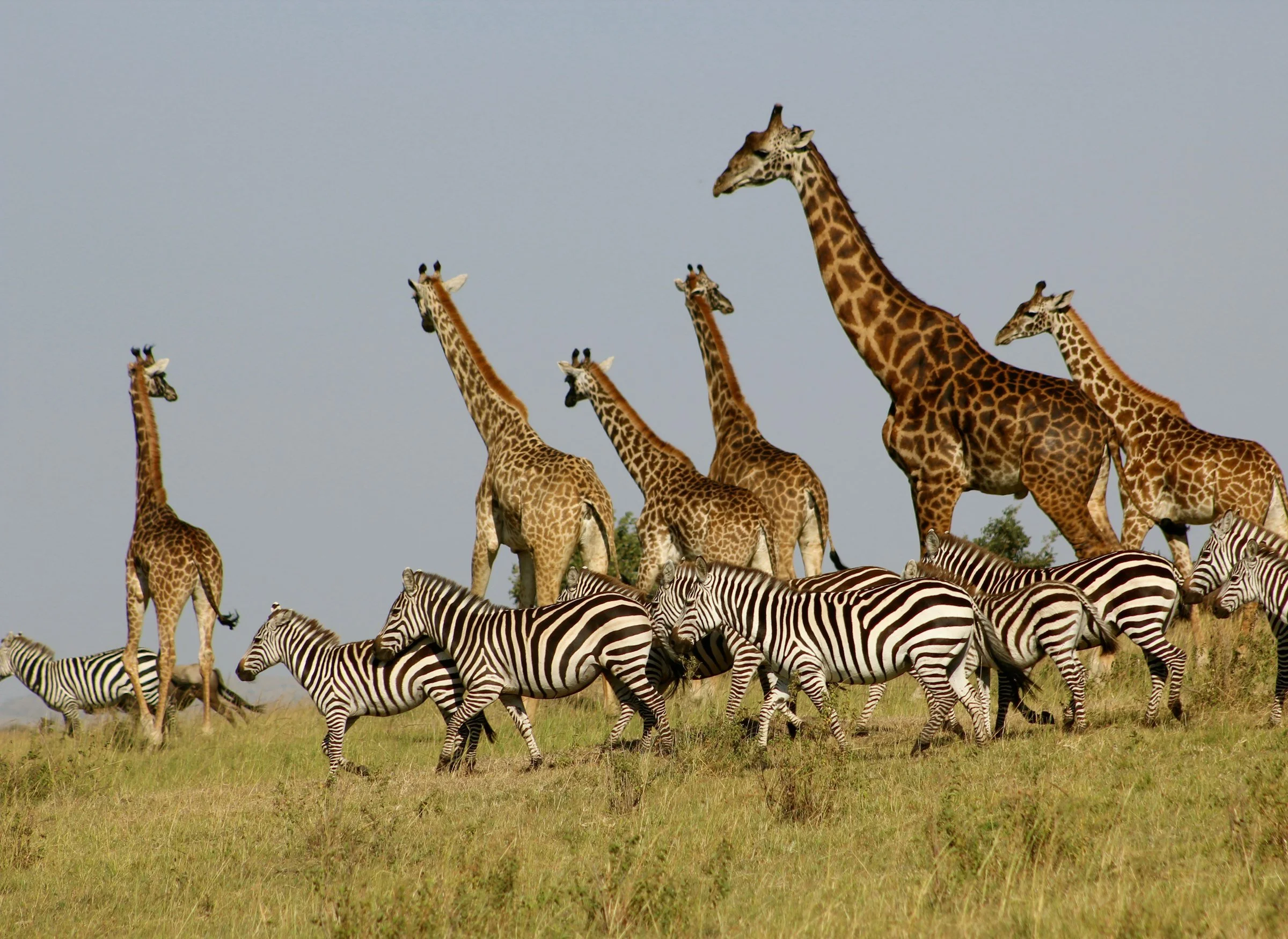 Kenya Safari
