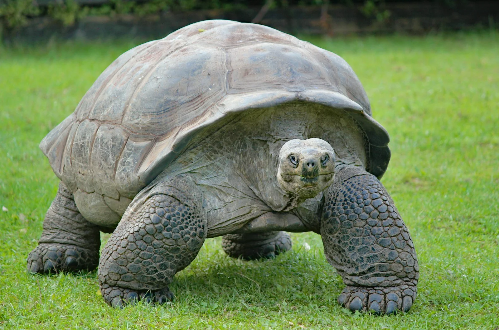 A giant Galápagos tortoise