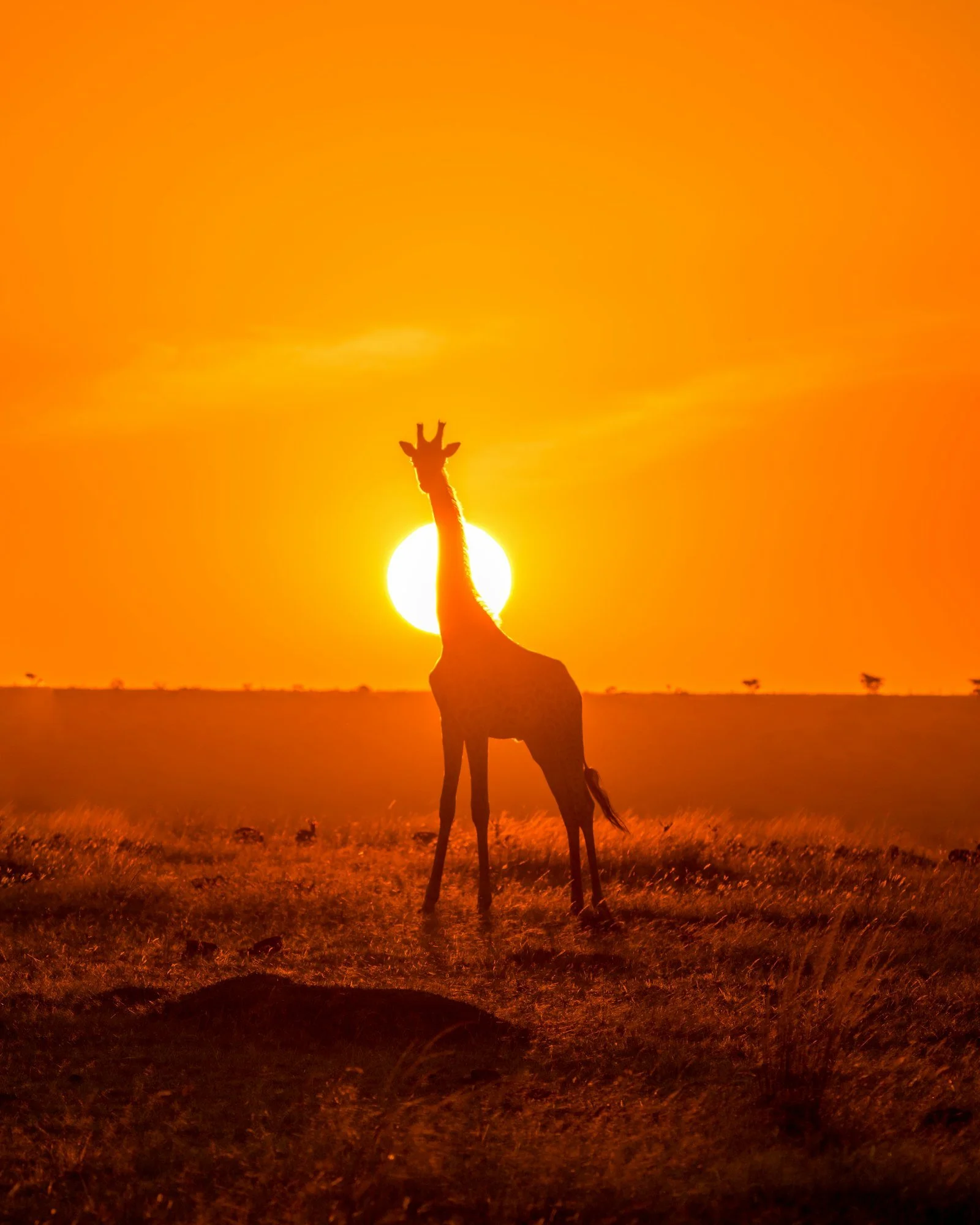 A giraffe silhouetted against the setting sun