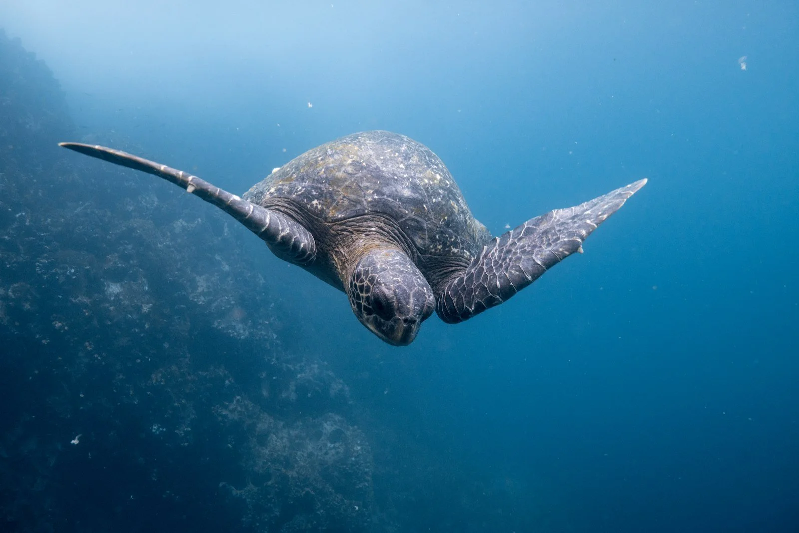 A sea turtle gliding through blue water