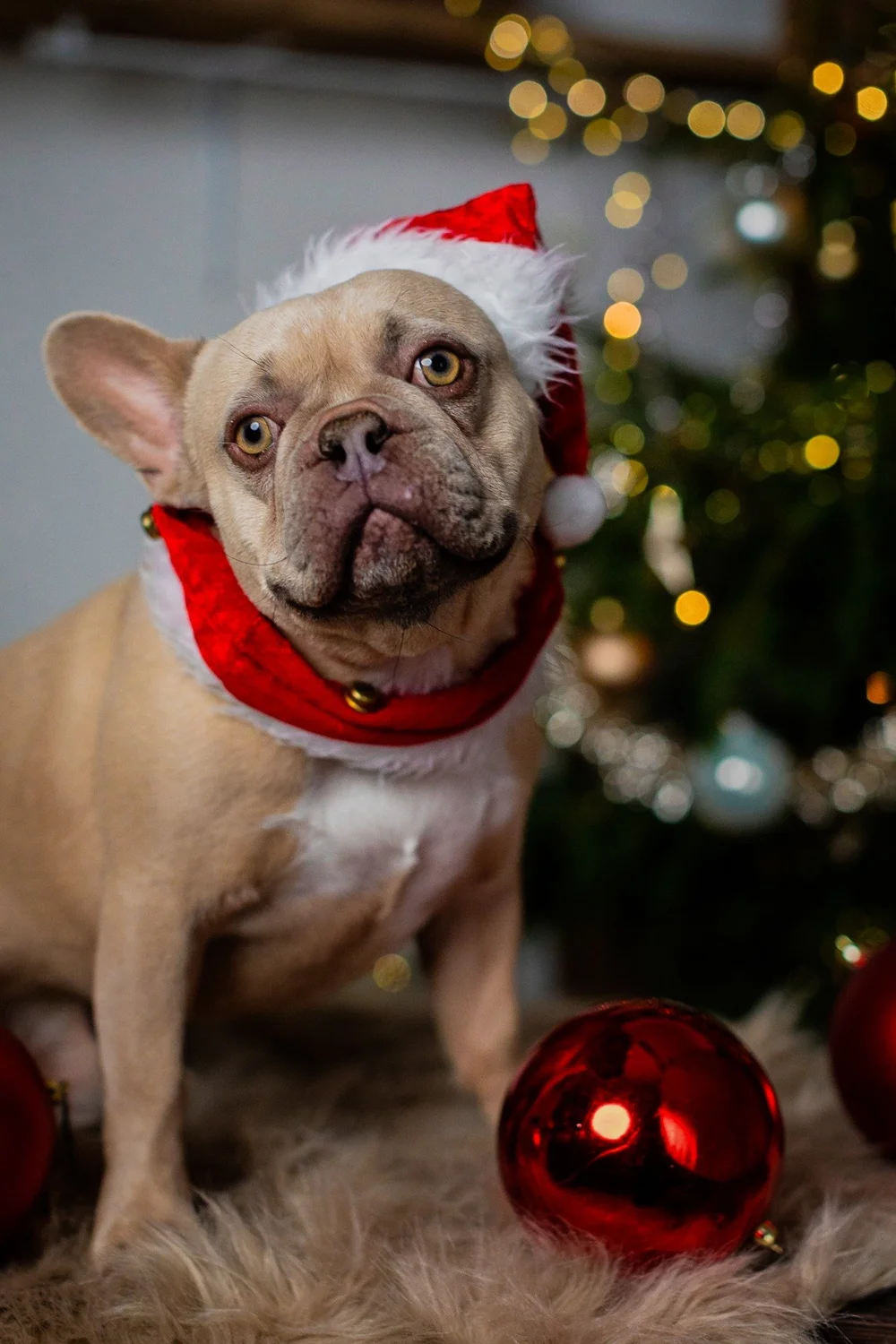 Hund mit Weihnachtsmütze