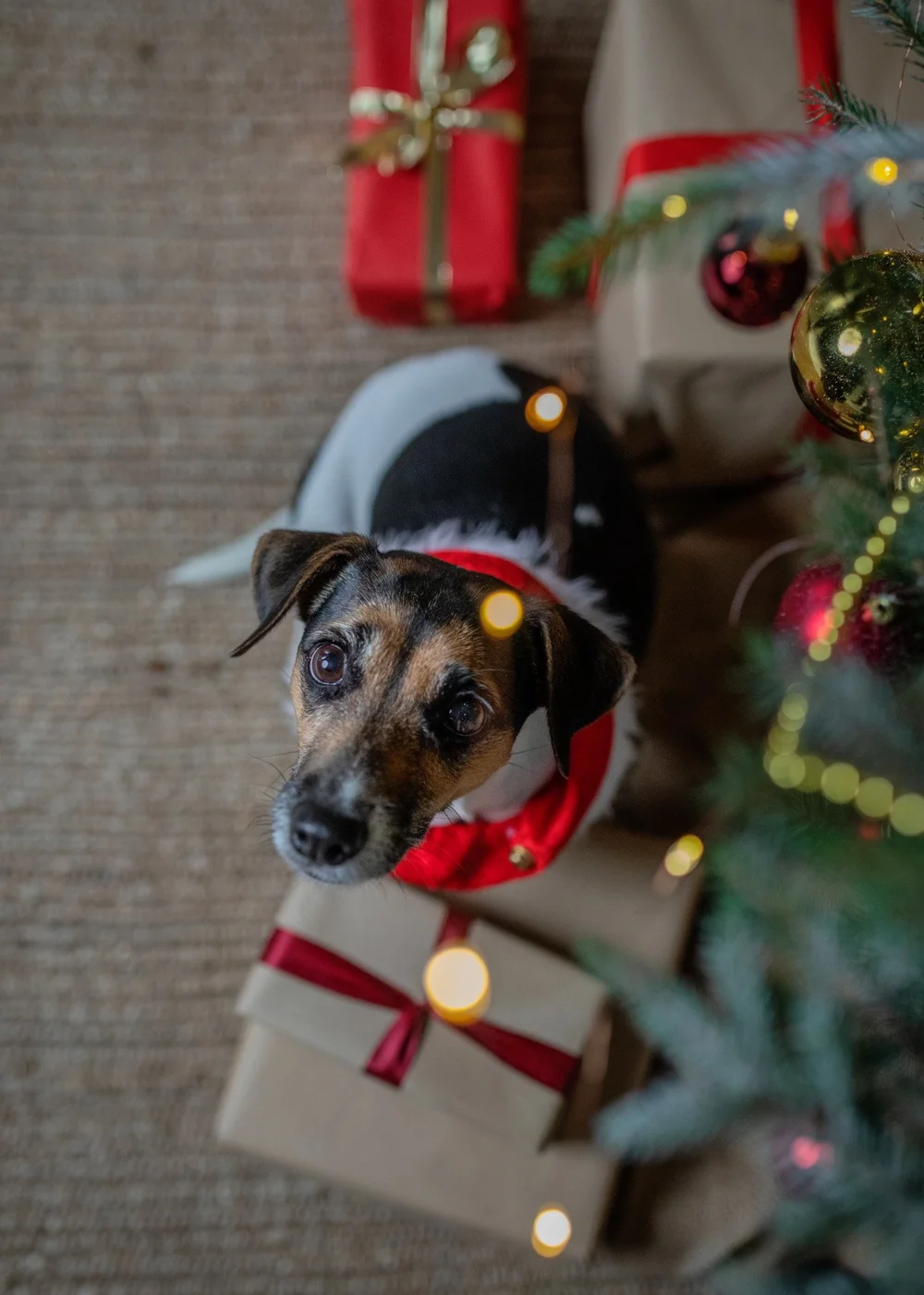 Hund zwischen Weihnachtsgeschenken