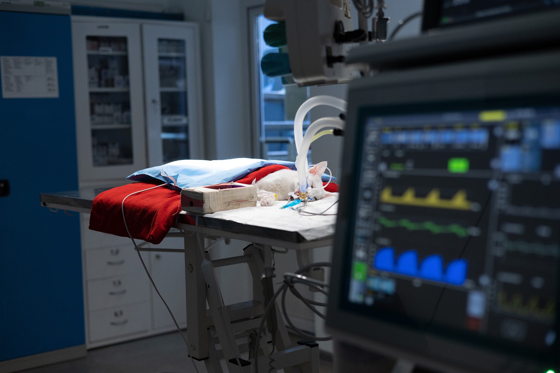 Veterinary Anesthesia Trust-Our-Experience