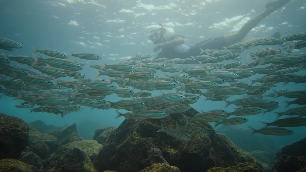 Freediver swimming through a school of fish underwater
