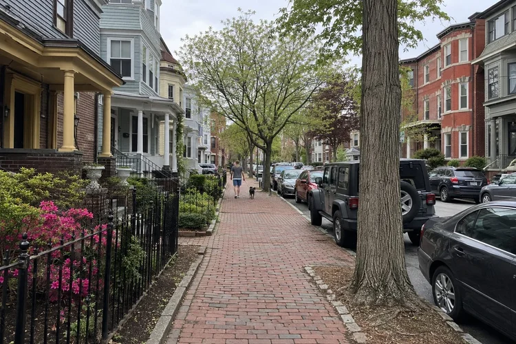 Dog walking on a leash along a Cambridge-area street of triple-deckers