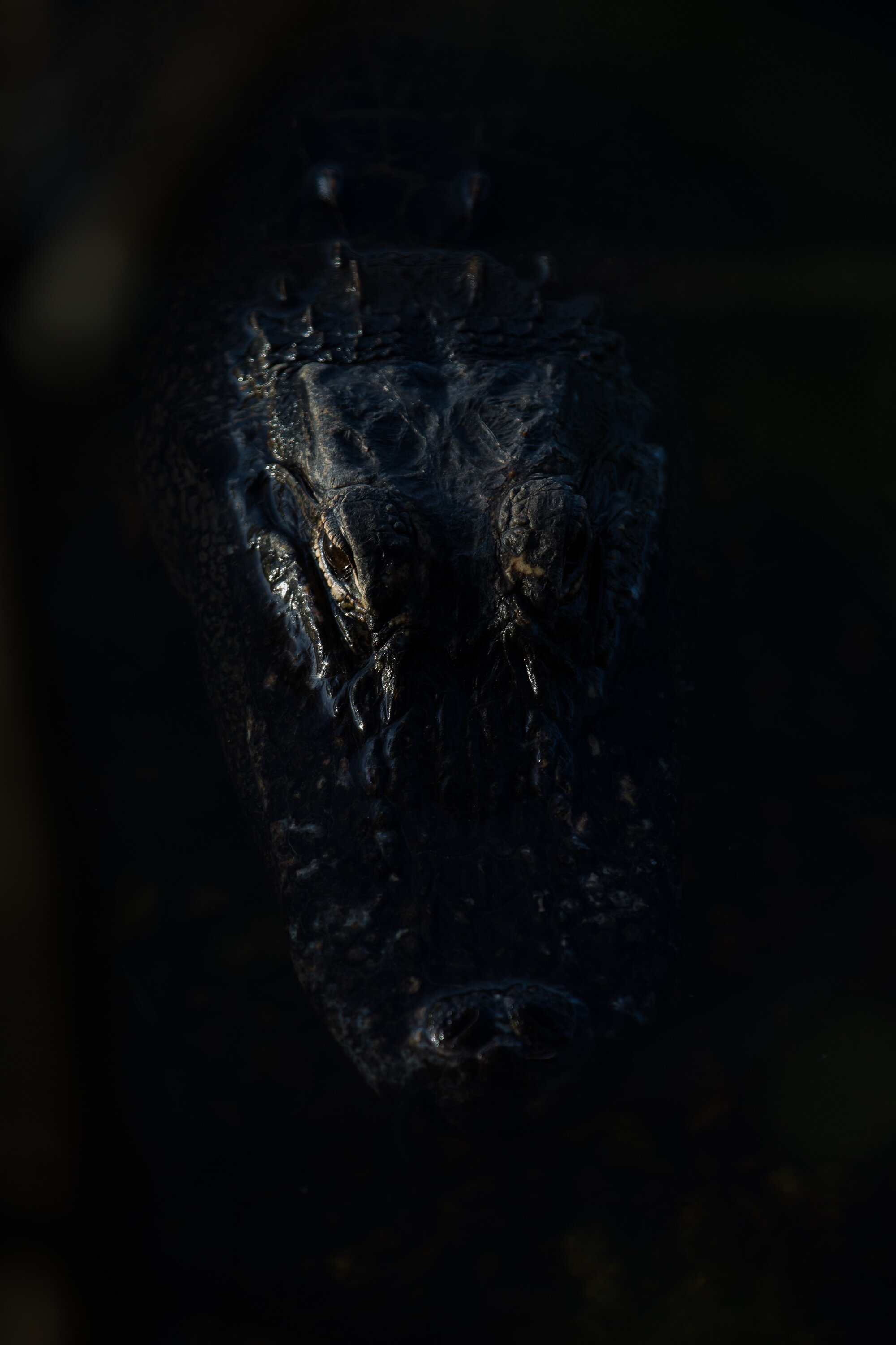 Placeholder for a Big Cypress wildlife photograph