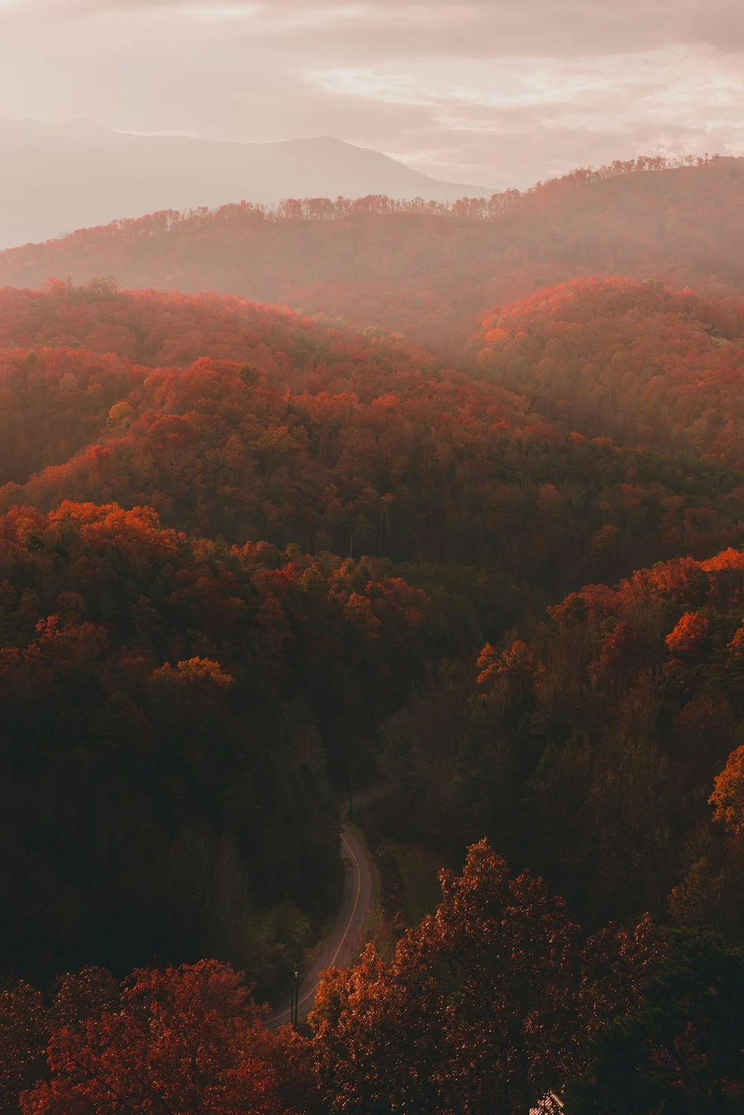 Sunlight filtering through a forest, illustrating the atmosphere of autumn in the Great Smoky Mountains