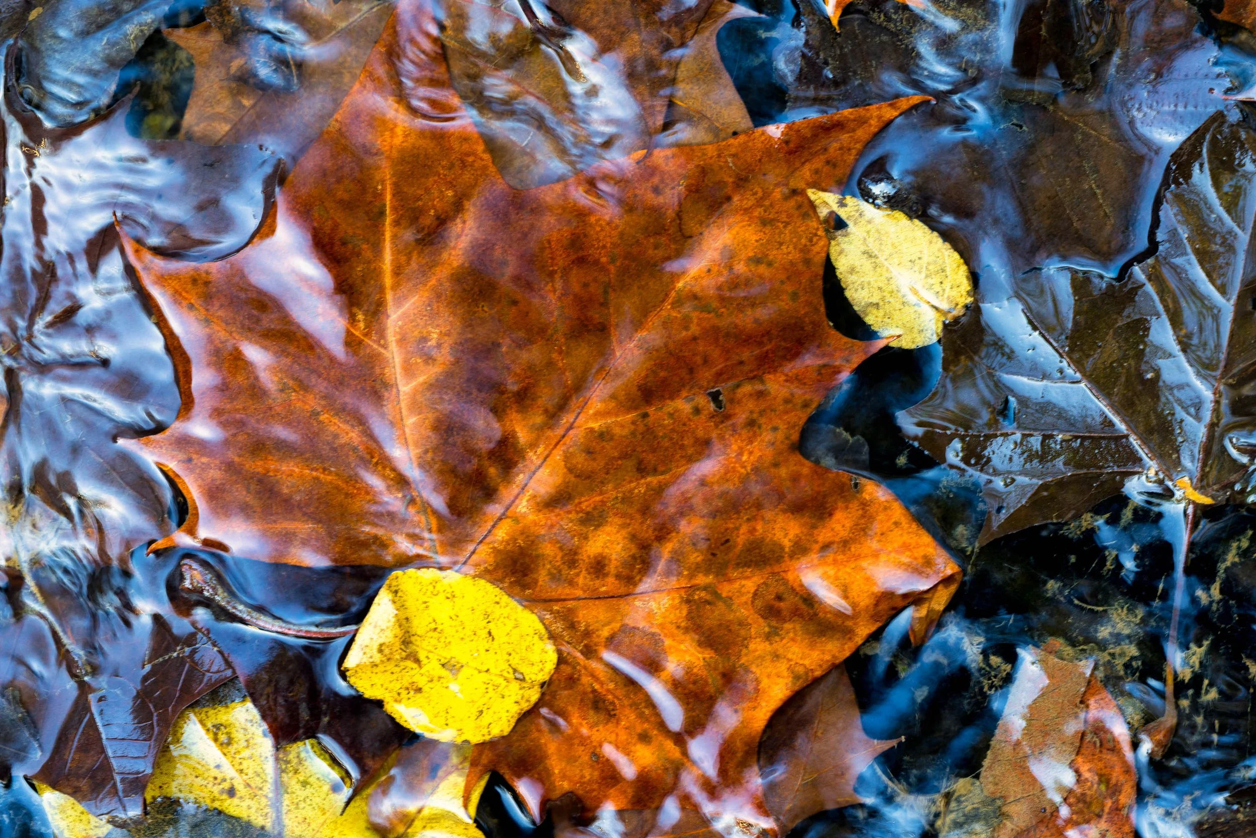 Placeholder for a detailed photograph of colorful autumn leaves