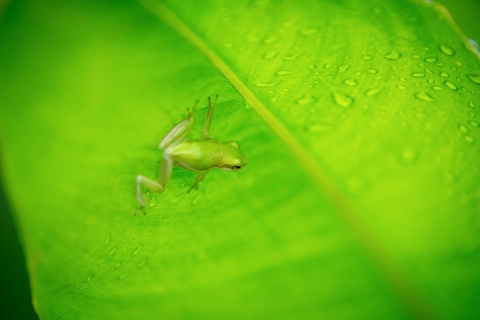 Placeholder for Everglades wildlife photography
