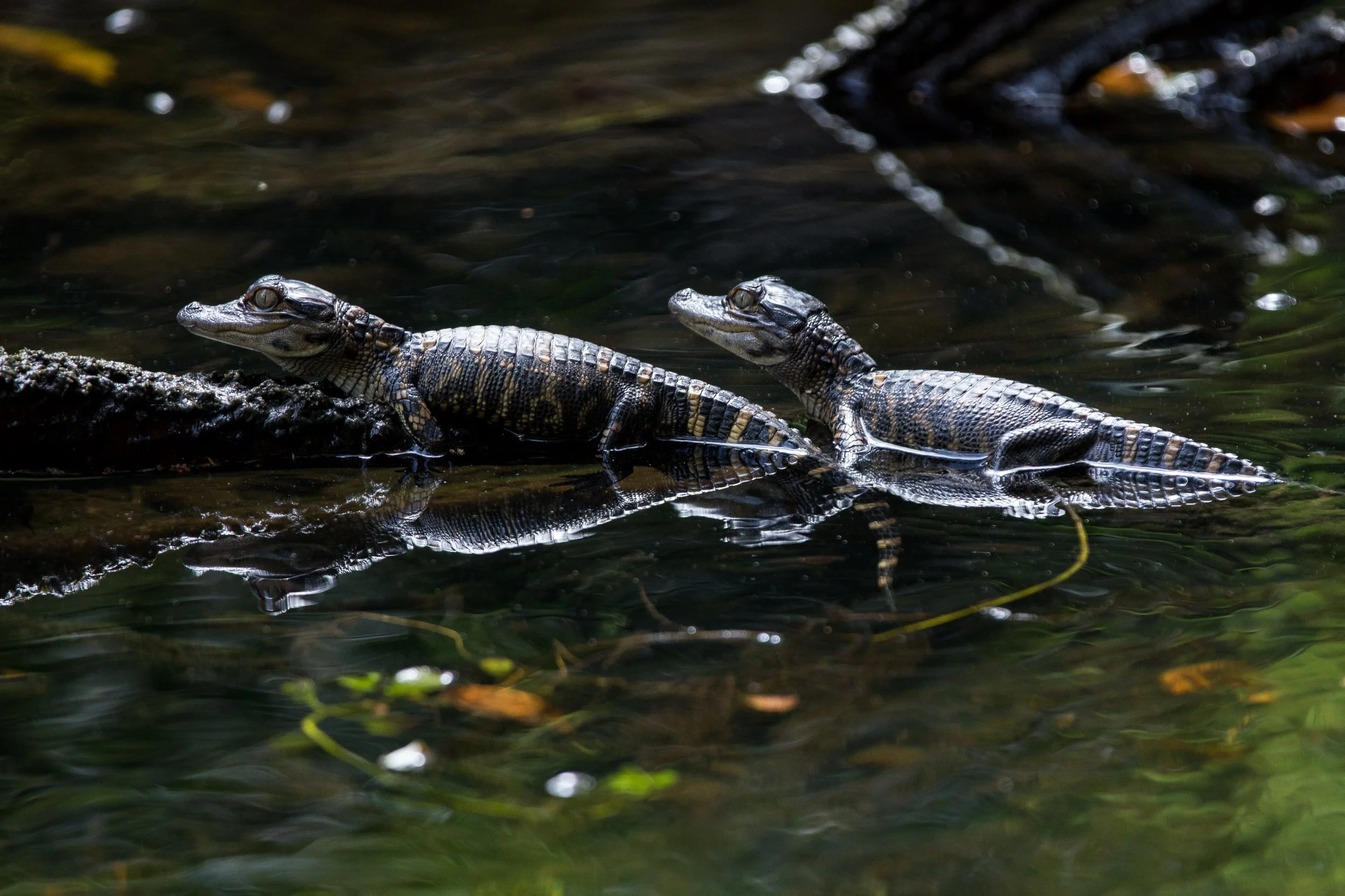 Placeholder for alligator photograph