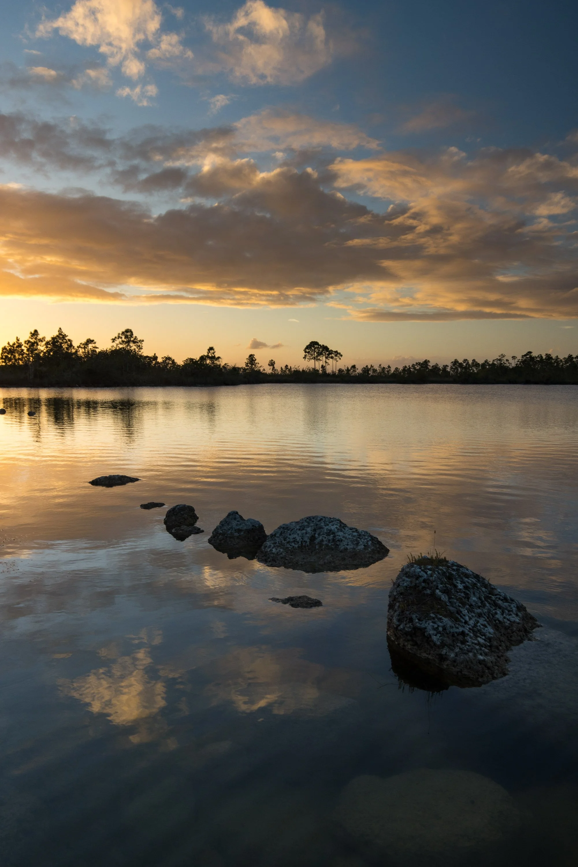 Birdlife in the Florida Everglades