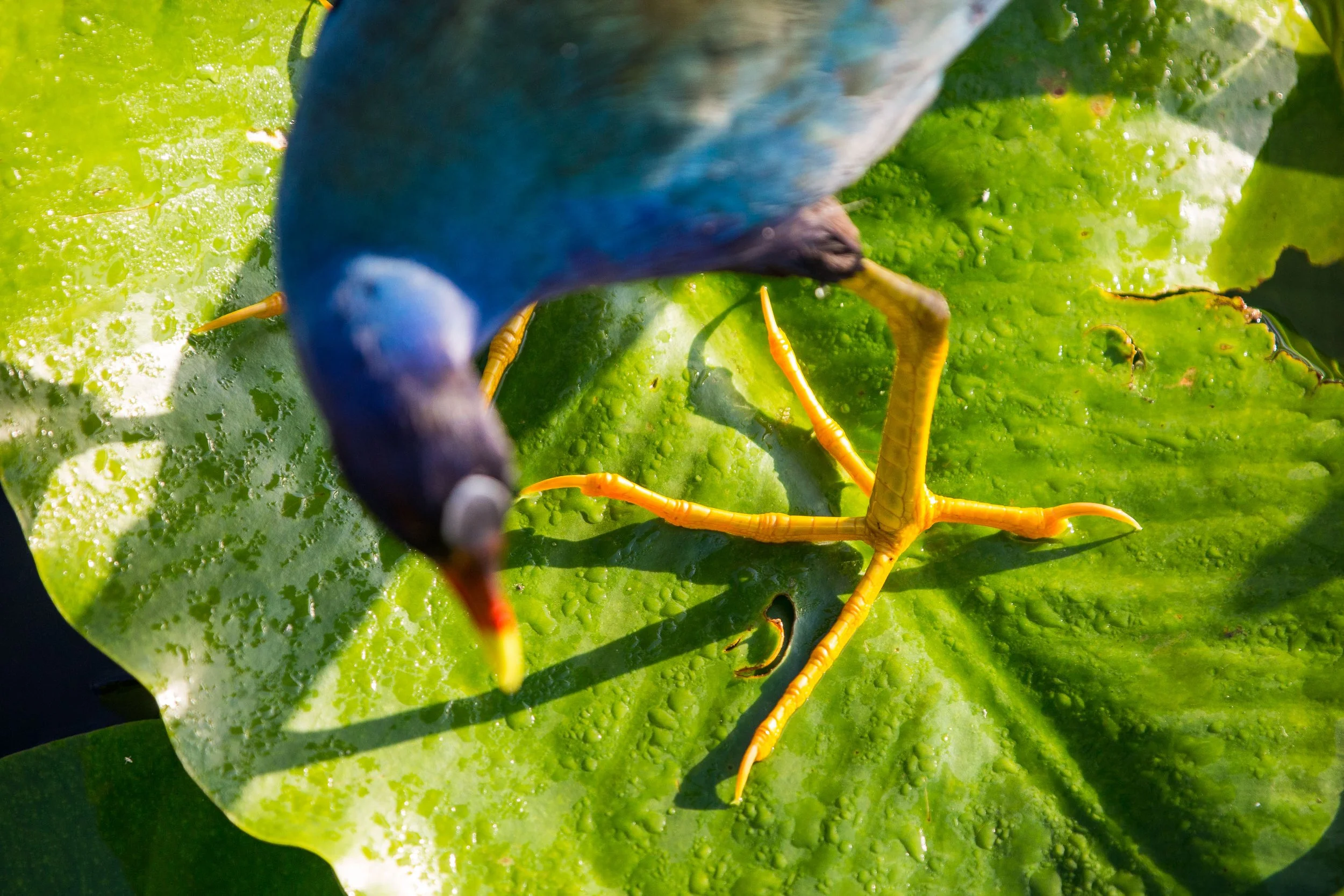 Placeholder for signature Everglades wildlife photograph