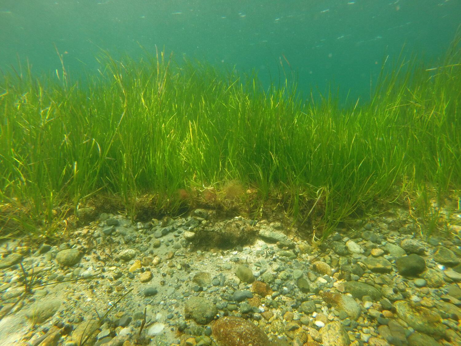 Зостера цена. Зостера взморник. Зостера водоросль. Зоостера. Морские травы зоостера.