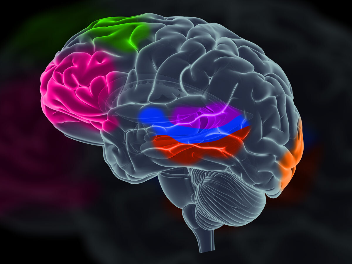 Нервная деятельность в головном мозге