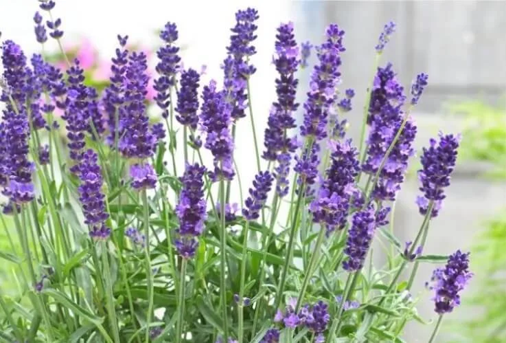 Lavender