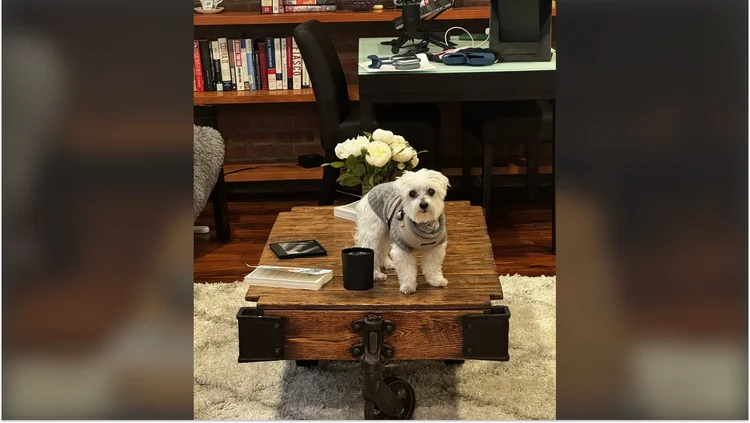 Vivi