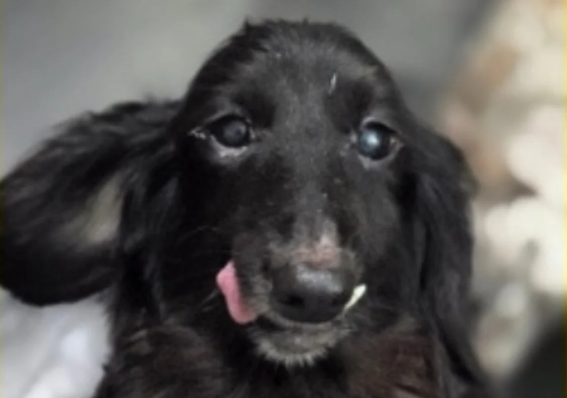 Jupiter, a 10-year-old Dachshund foster dog