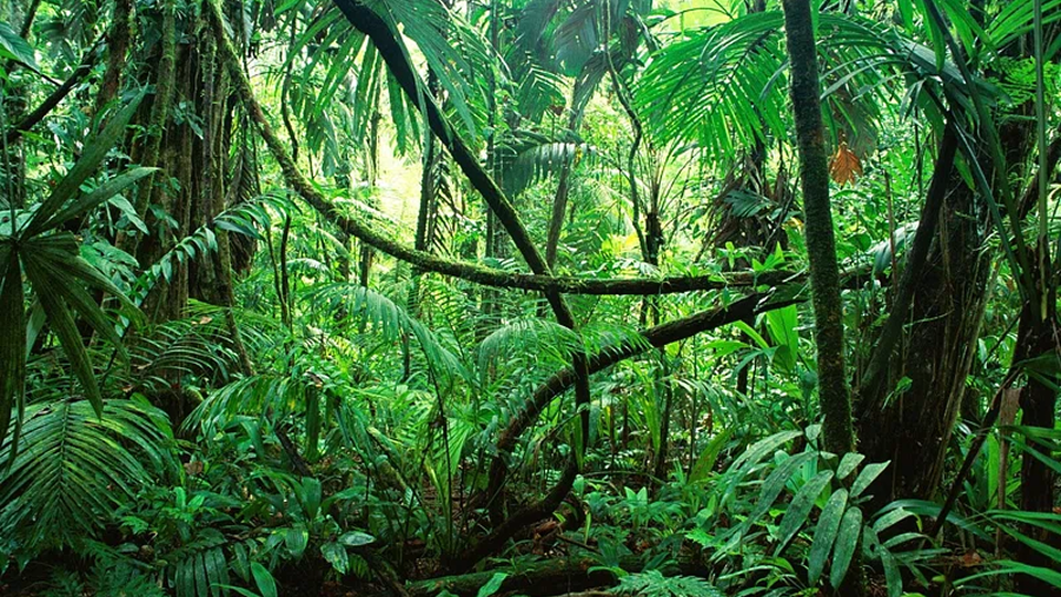 Environmental Protection category artwork